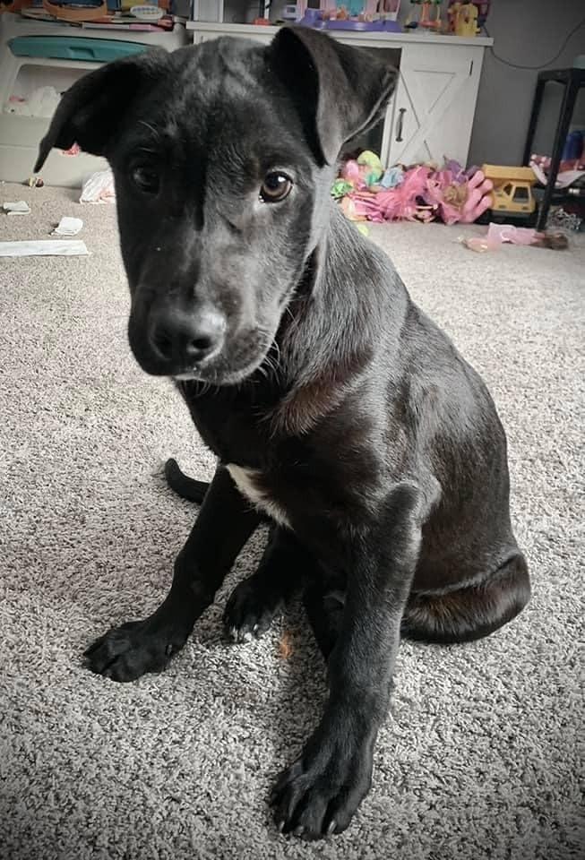 Enlarge Huxley, a Adopted mixed breed in Bristol, WI image 4/6