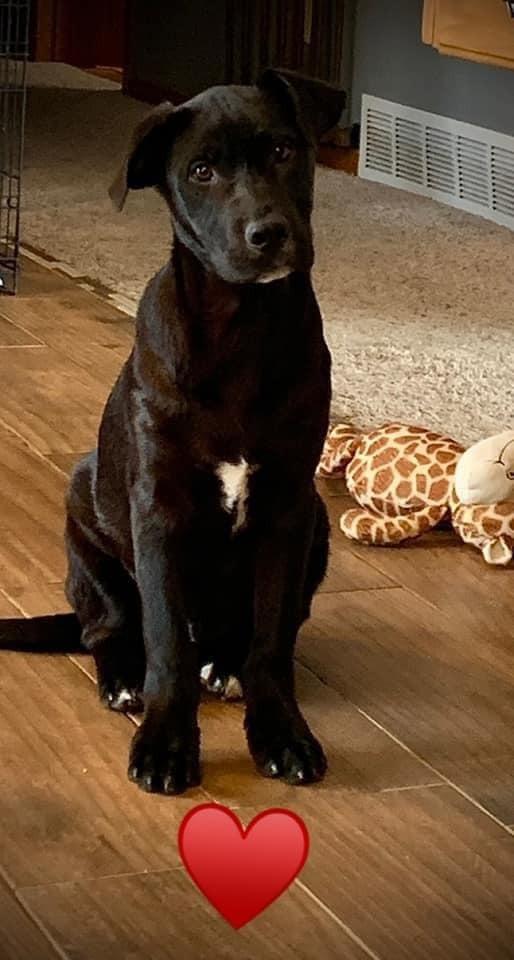 Enlarge Huxley, a Adopted mixed breed in Bristol, WI image 5/6