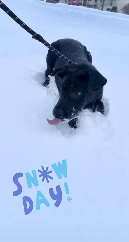 Enlarge Huxley, a Adopted mixed breed in Bristol, WI image 6/6