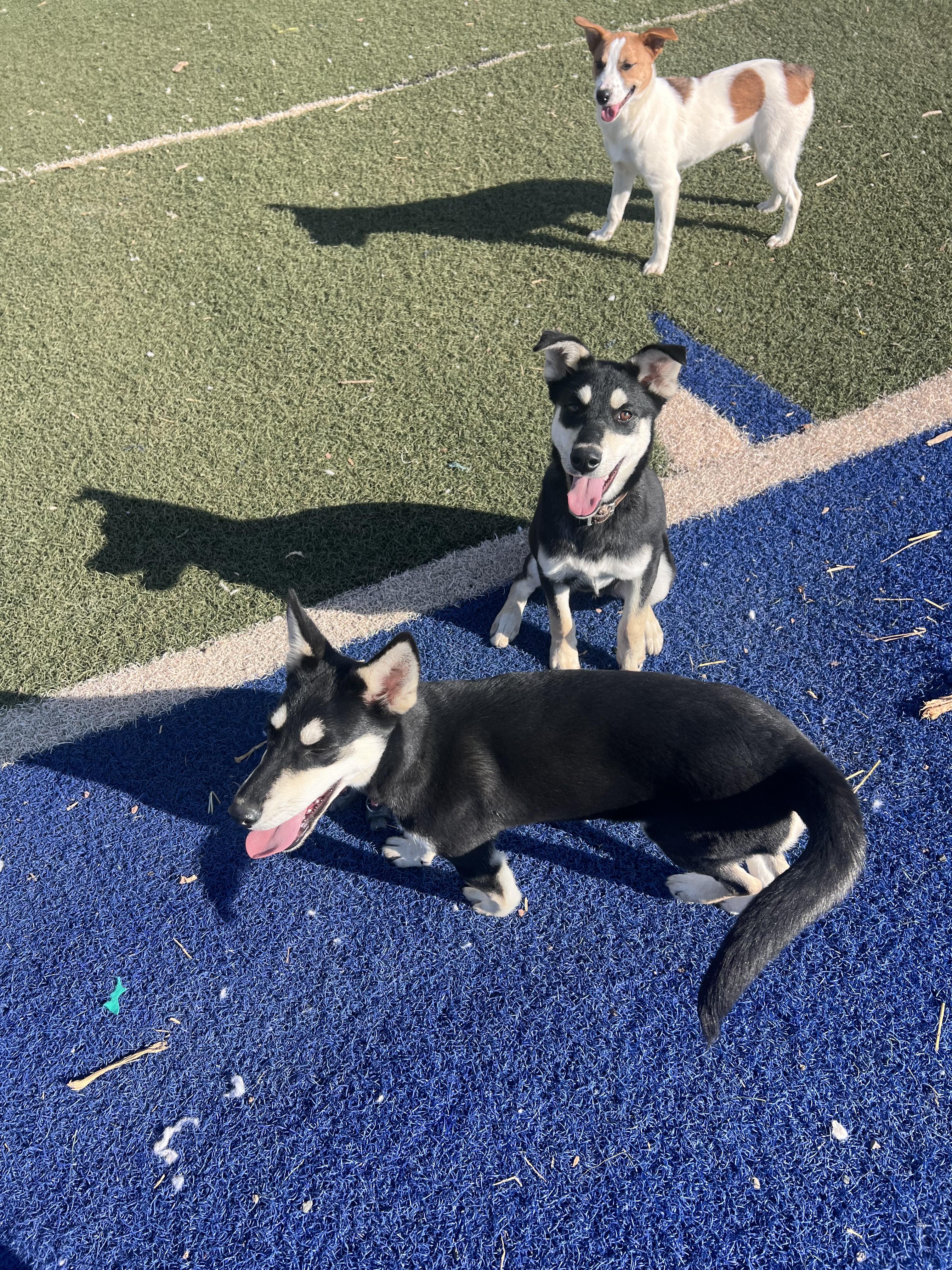 Guinness, ADOPTABLE, Young Male Husky.