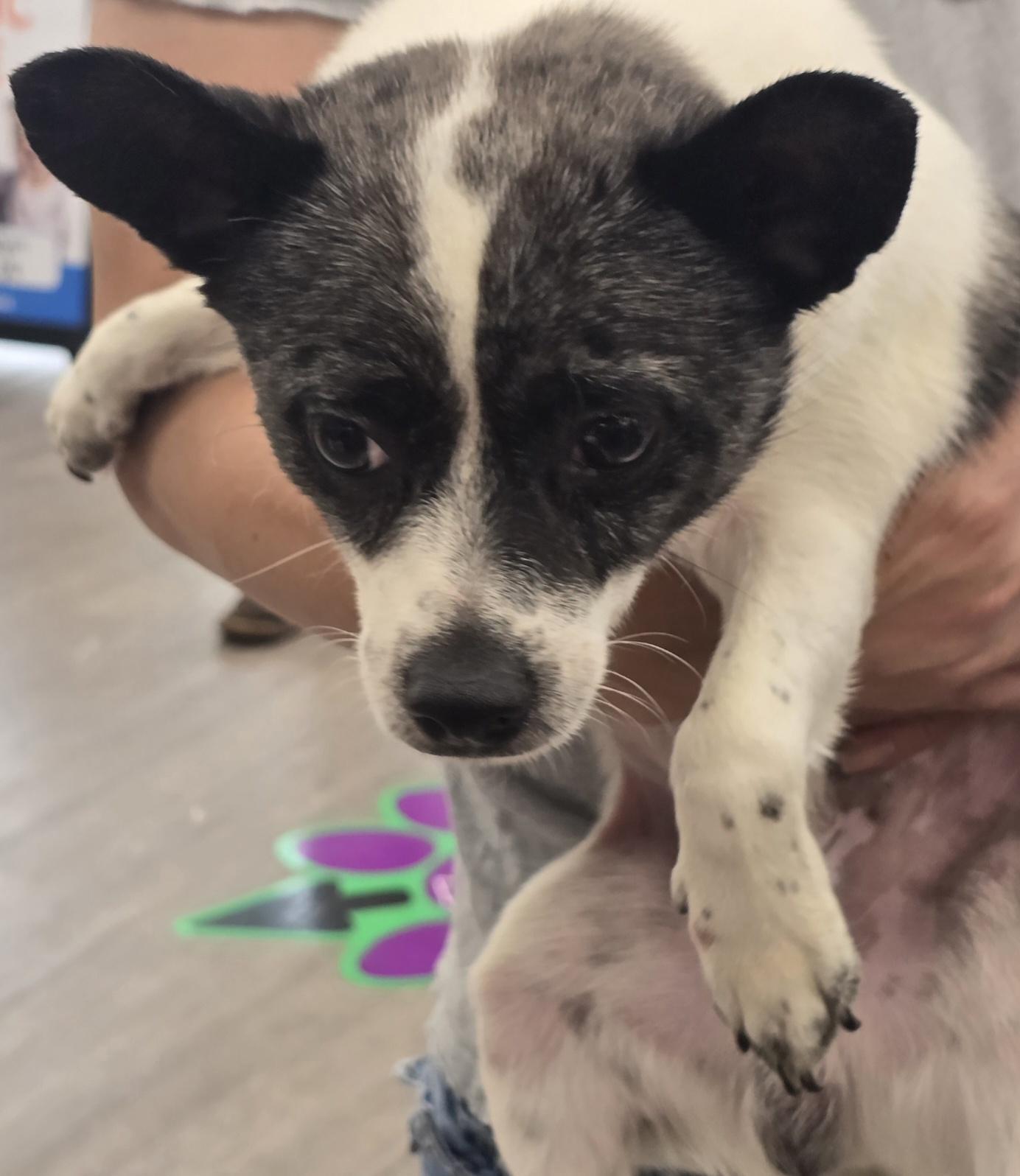 Polo Chihuahua Dog