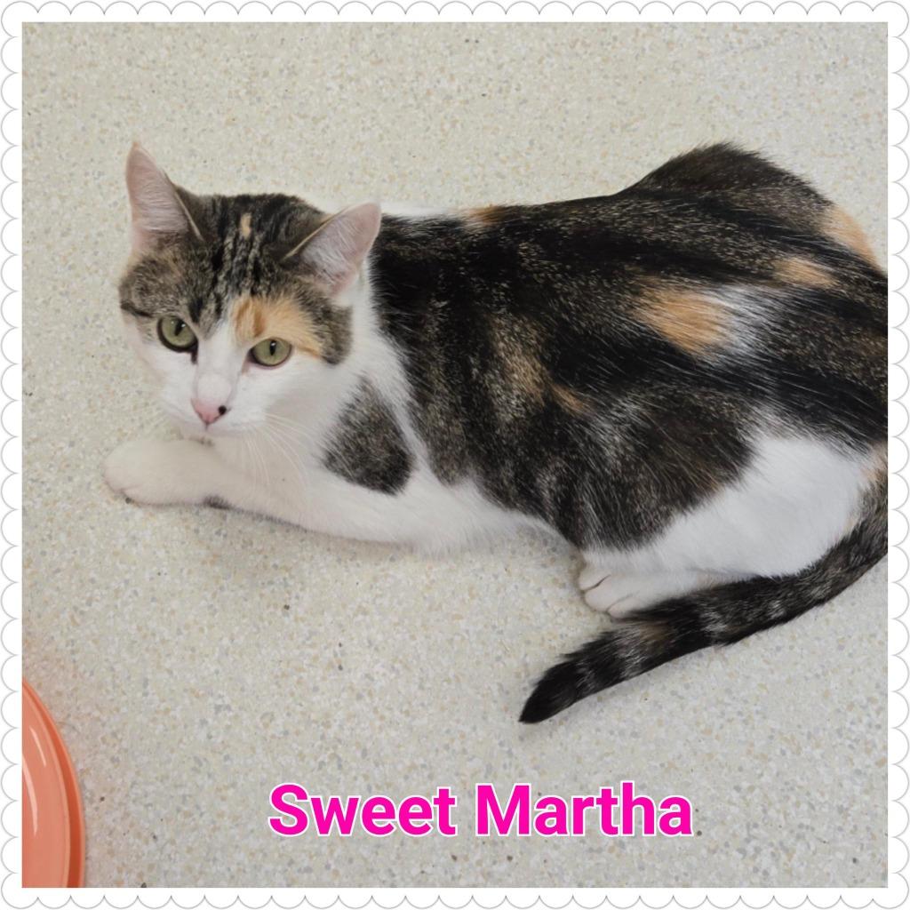 Sweet Martha, a Adoptable mixed breed in North Saint Paul, MN image 2/4
