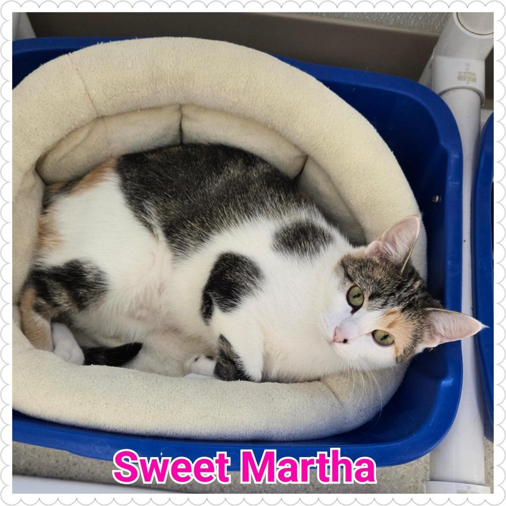 Sweet Martha, a Adoptable mixed breed in North Saint Paul, MN image 3/4