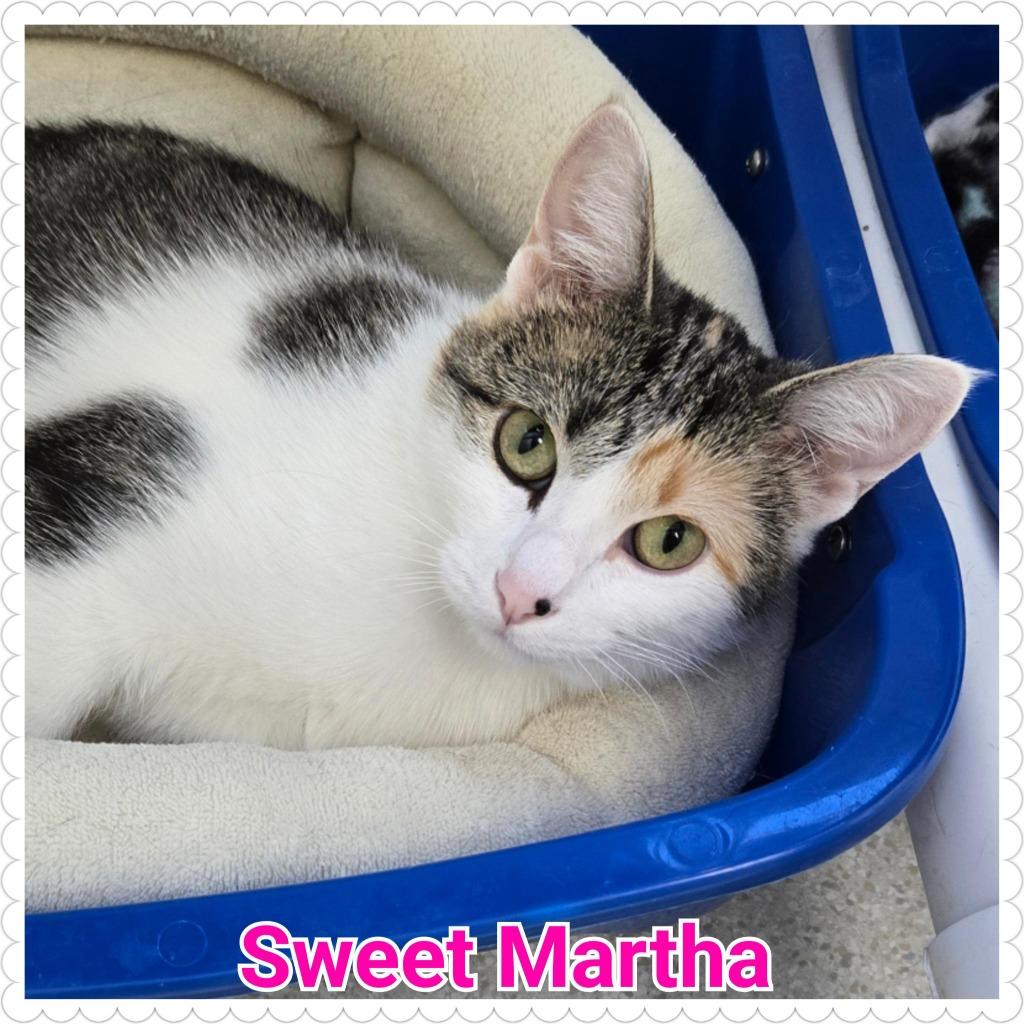 Sweet Martha, Adoptable, Young Female Domestic Short Hair.