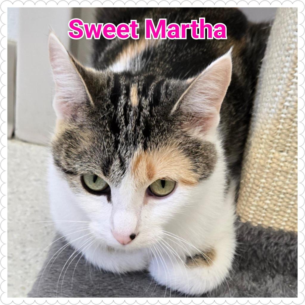Sweet Martha, a Adoptable mixed breed in North Saint Paul, MN image 4/4
