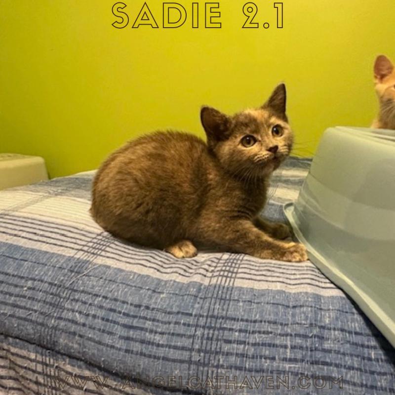 Sadie 2.1, Adoptable, Kitten Female Domestic Short Hair.