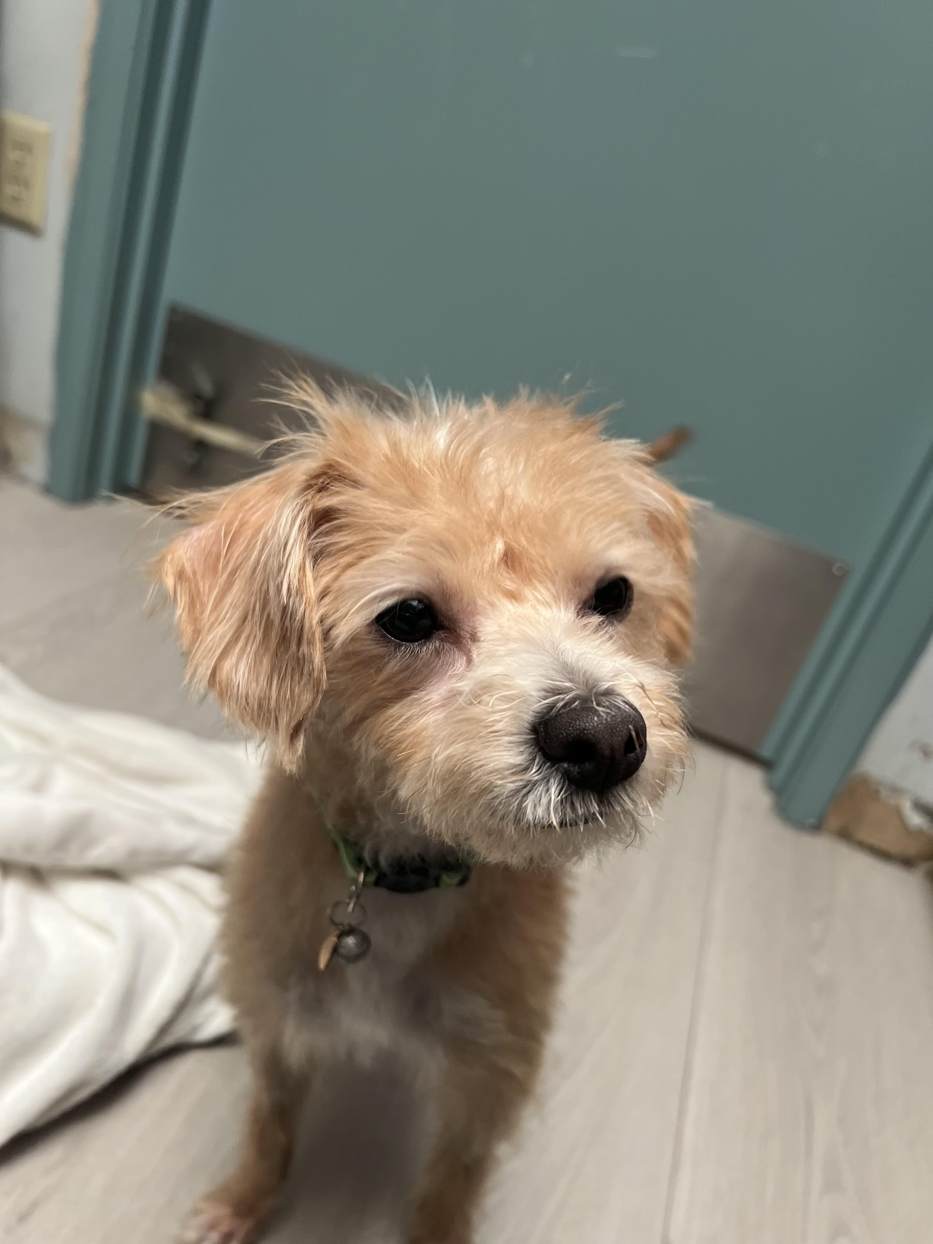 Moonshine, adopted, Young Male Border Terrier.