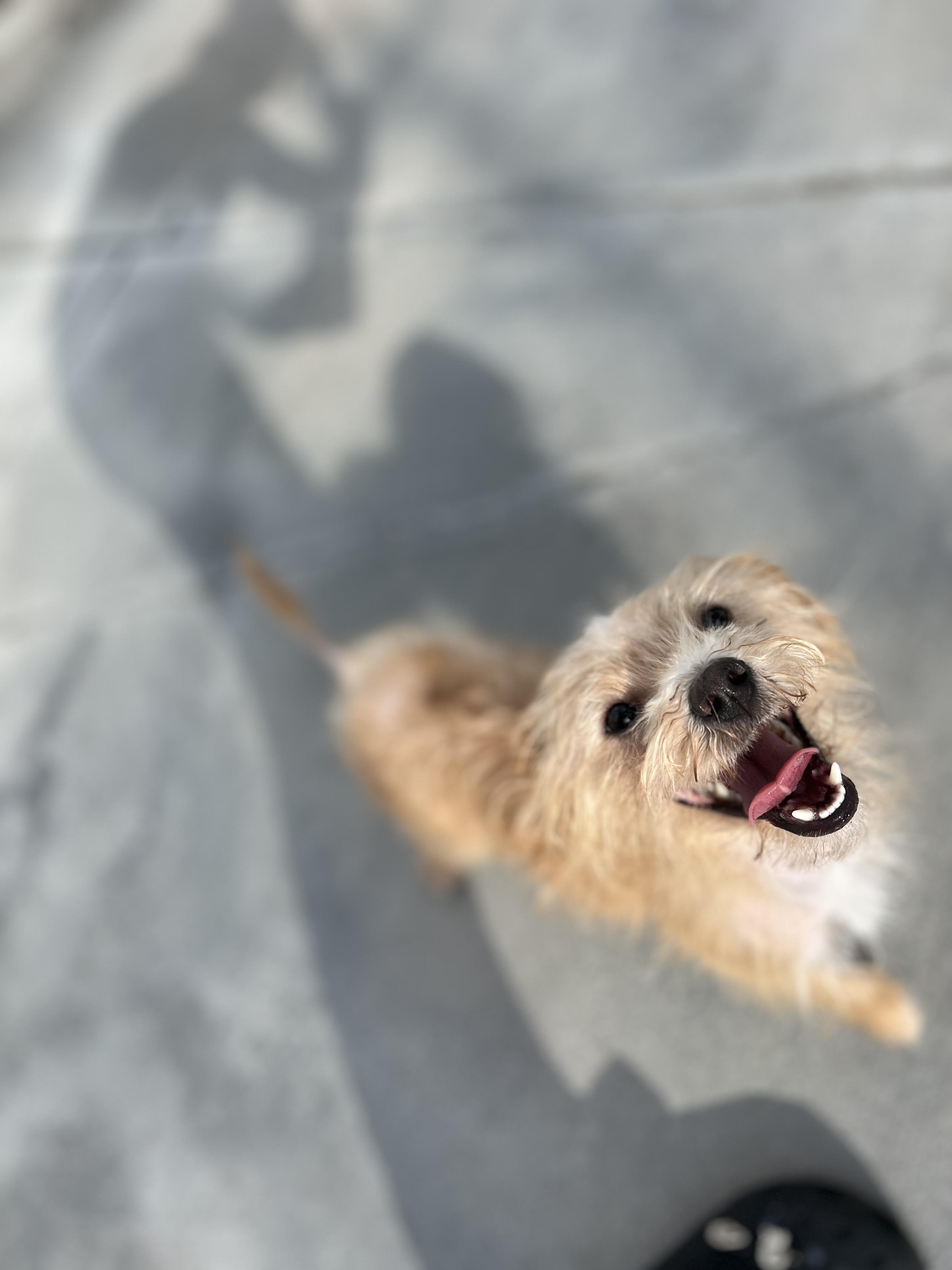 Enlarge Moonshine, an adopted mixed breed in South Pasadena, CA image 2/5