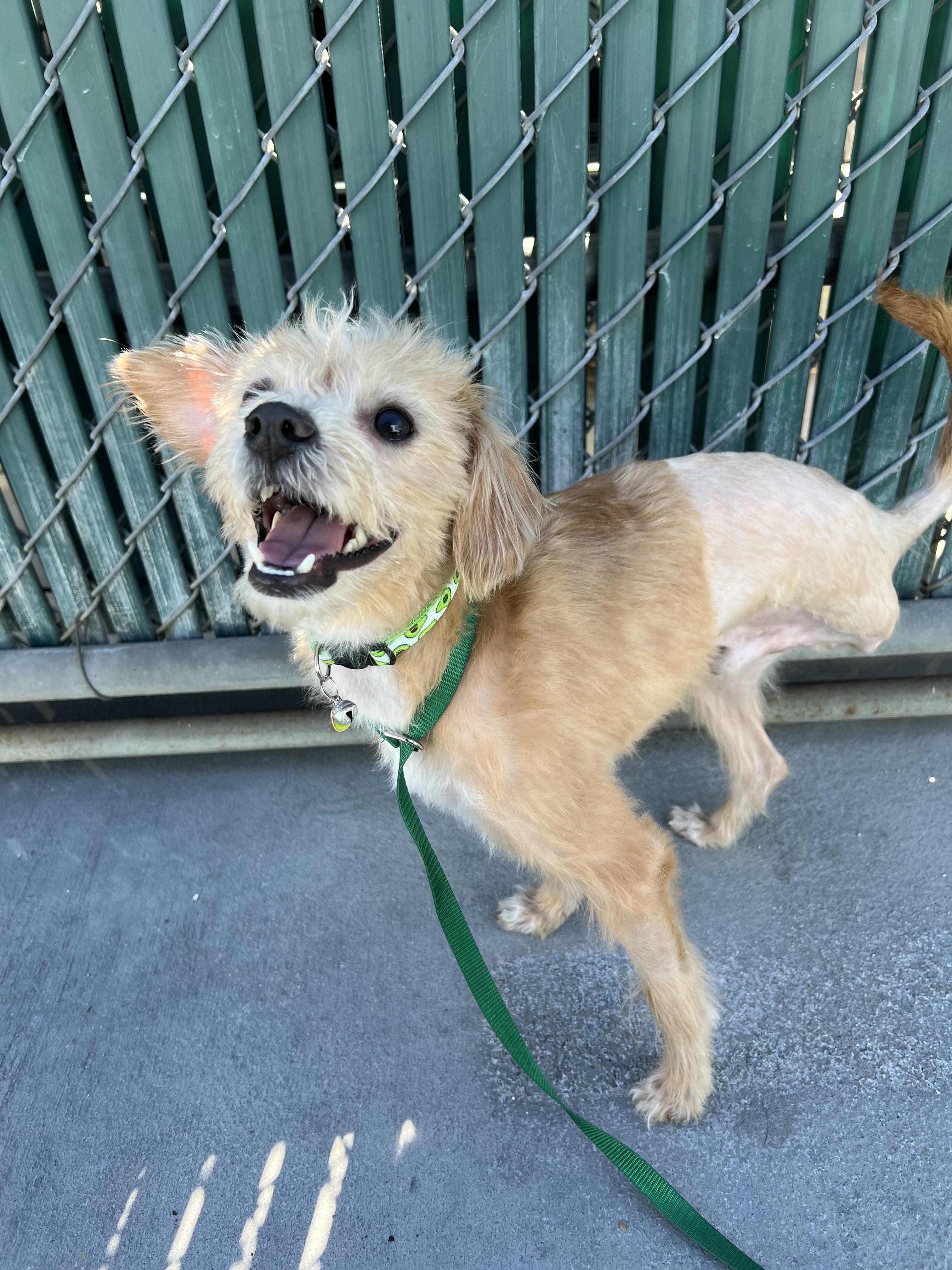 Enlarge Moonshine, an adopted mixed breed in South Pasadena, CA image 3/5