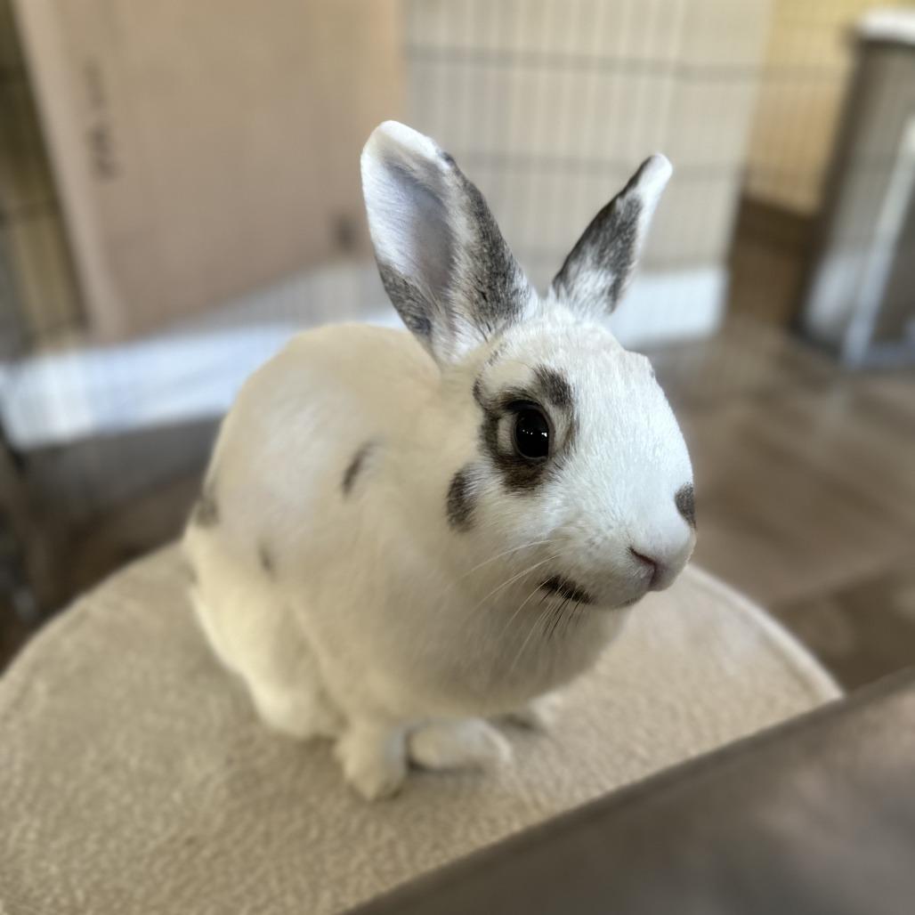 Enlarge Tutti Frutti, a Adoptable English Spot in Richmond, CA image 1/6