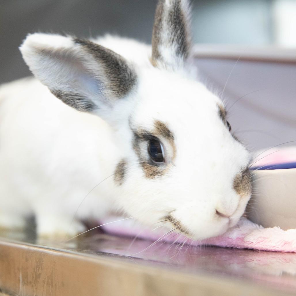 Enlarge Tutti Frutti, a Adoptable English Spot in Richmond, CA image 2/6