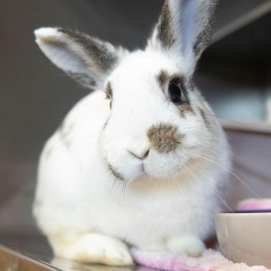 Enlarge Tutti Frutti, a Adoptable English Spot in Richmond, CA image 3/6