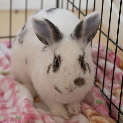 Enlarge Tutti Frutti, a Adoptable English Spot in Richmond, CA image 4/6