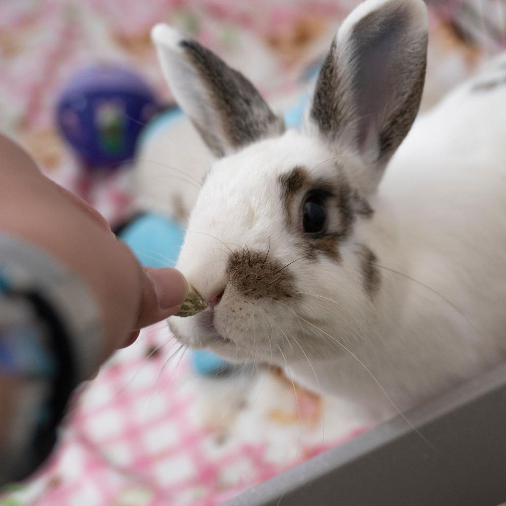 Enlarge Tutti Frutti, a Adoptable English Spot in Richmond, CA image 5/6