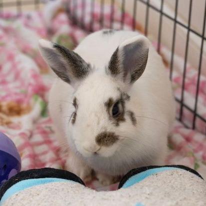 Enlarge Tutti Frutti, a Adoptable English Spot in Richmond, CA image 6/6