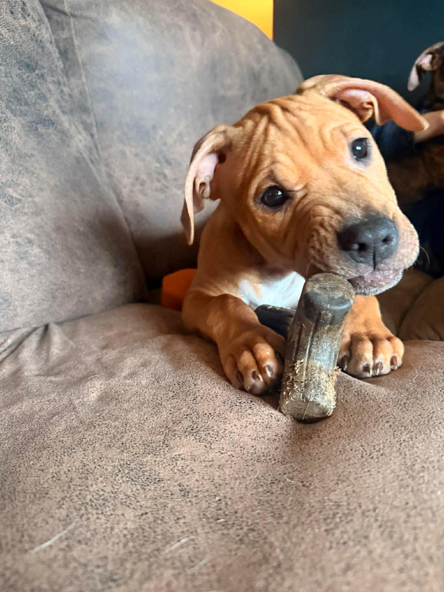 Arlo: Placement Pending, Adopted, Puppy Male Pit Bull Terrier.