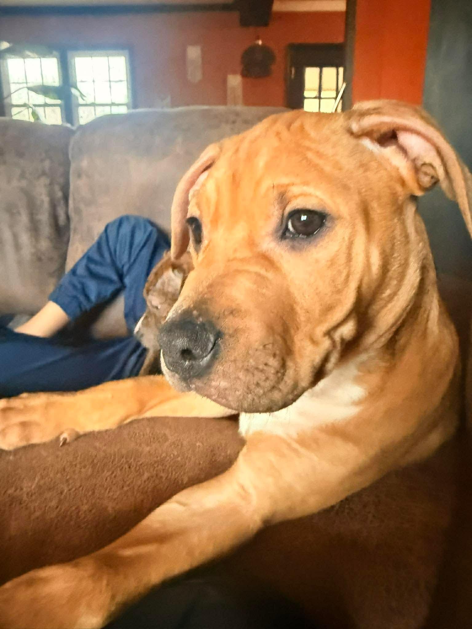 Enlarge Arlo: Placement Pending, a Adopted Pit Bull Terrier in Rustburg, VA image 2/3