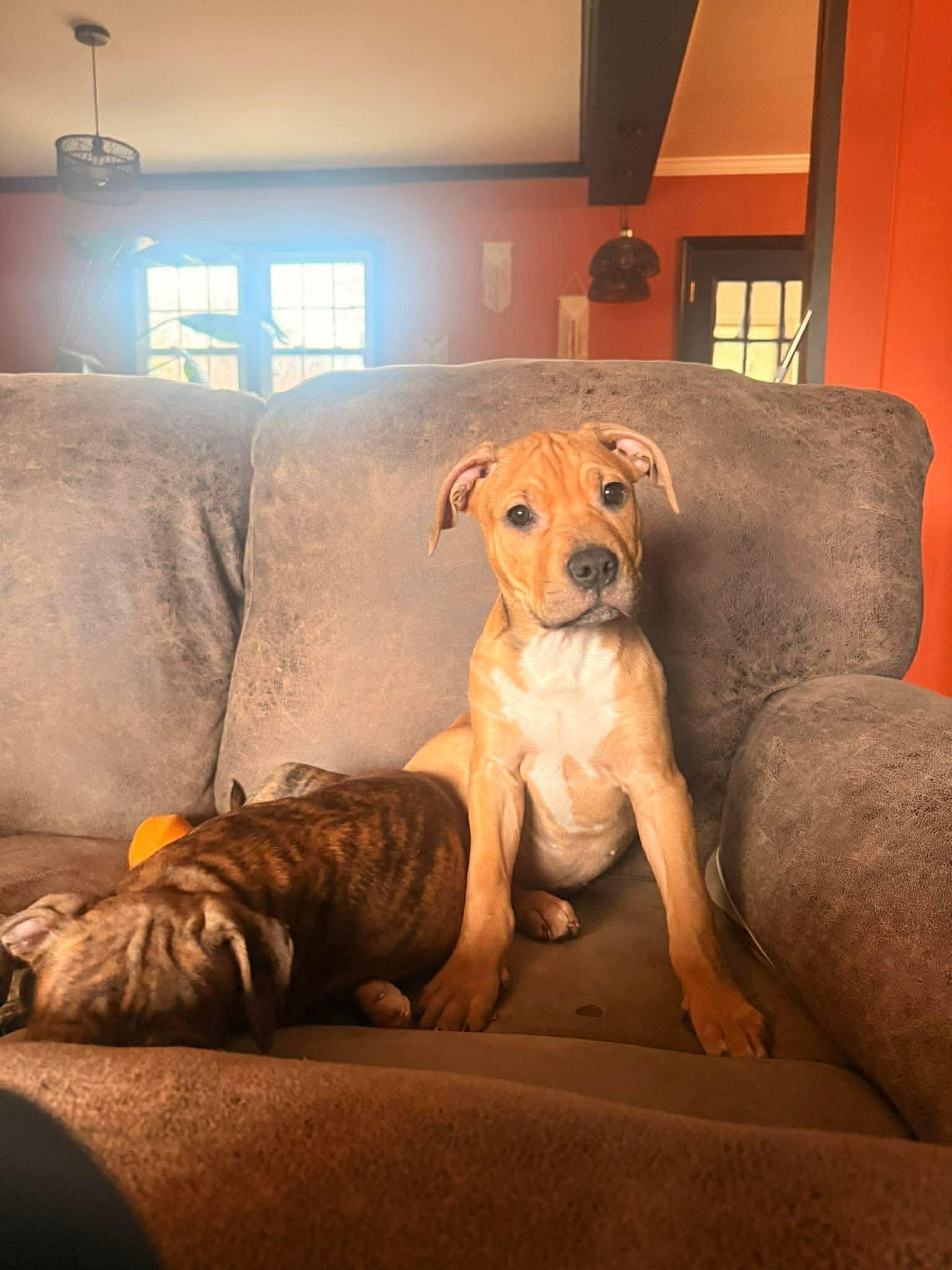 Enlarge Arlo: Placement Pending, a Adopted Pit Bull Terrier in Rustburg, VA image 3/3