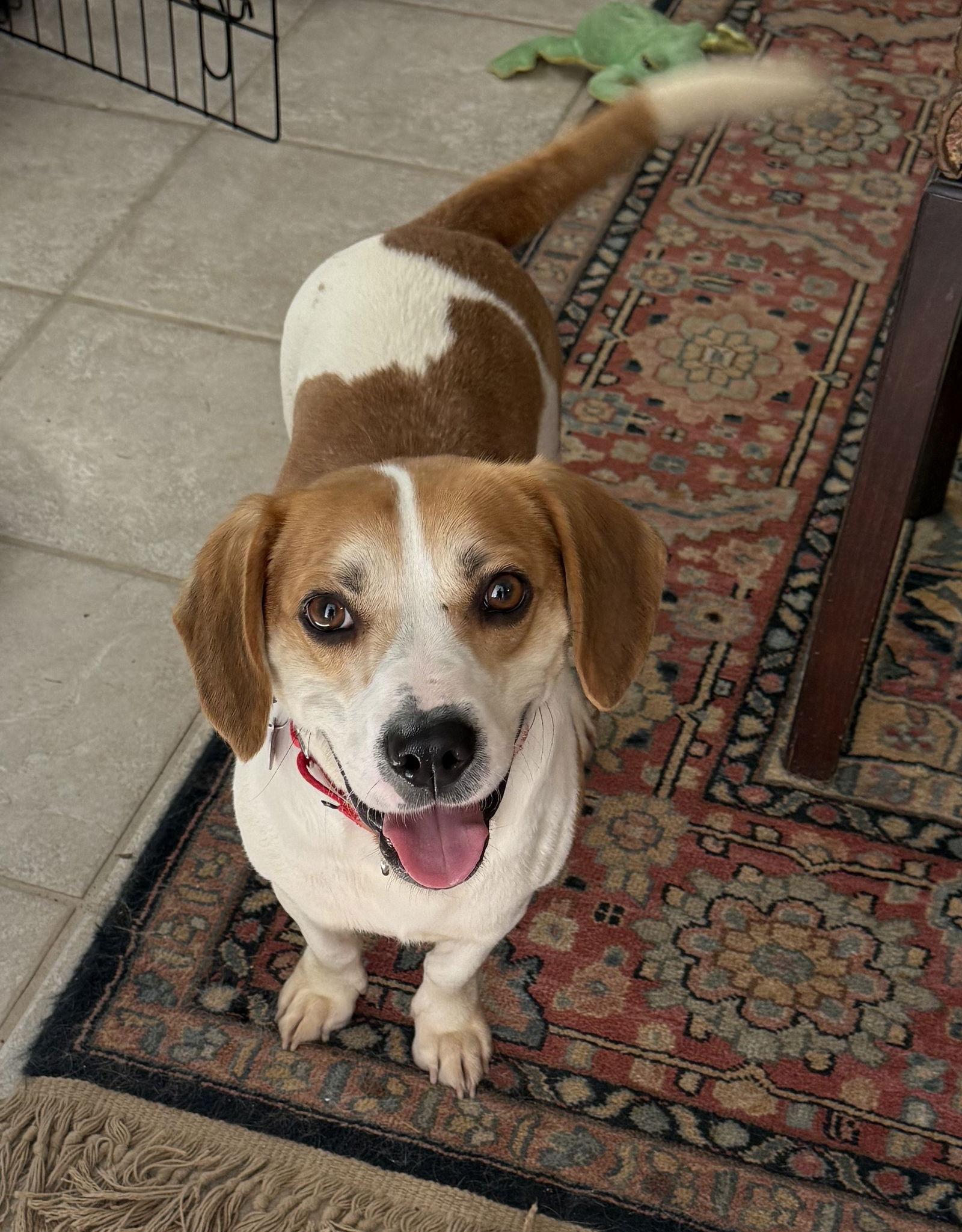 Enlarge Emmett, a Adoptable Beagle in Dunnellon, FL image 1/3