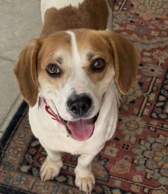 Enlarge Emmett, a Adoptable Beagle in Dunnellon, FL image 2/3