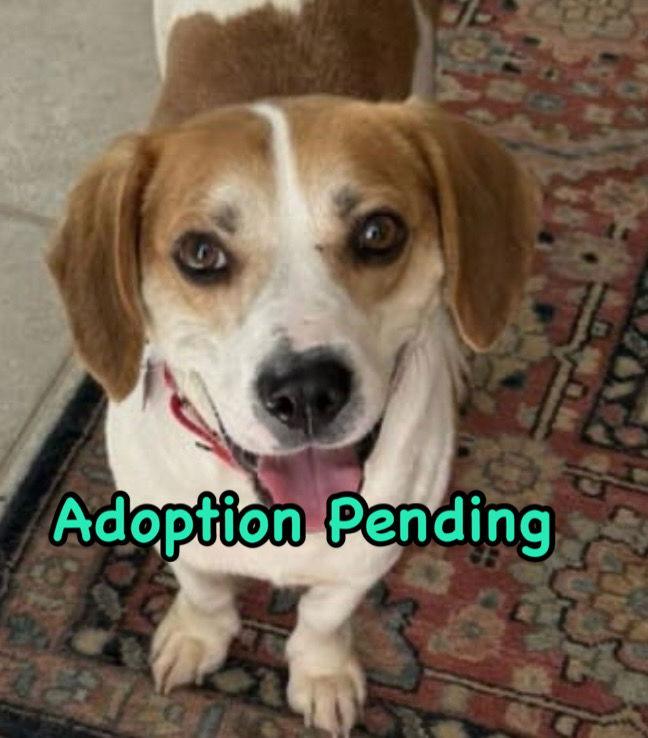 Enlarge Emmett, a Adoptable Beagle in Dunnellon, FL image 3/3