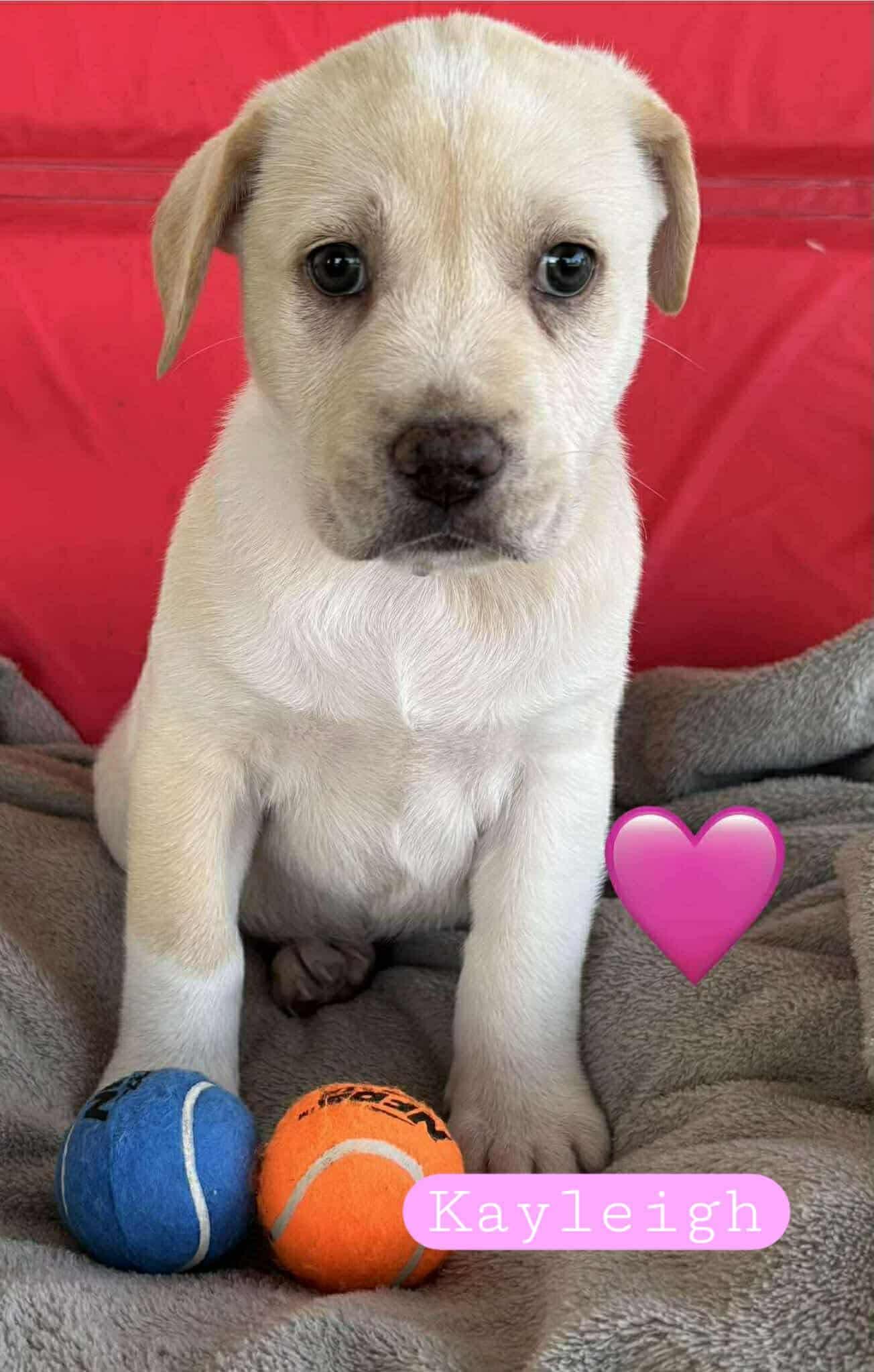 Kayleigh, Adopted, Puppy Female Pit Bull Terrier.