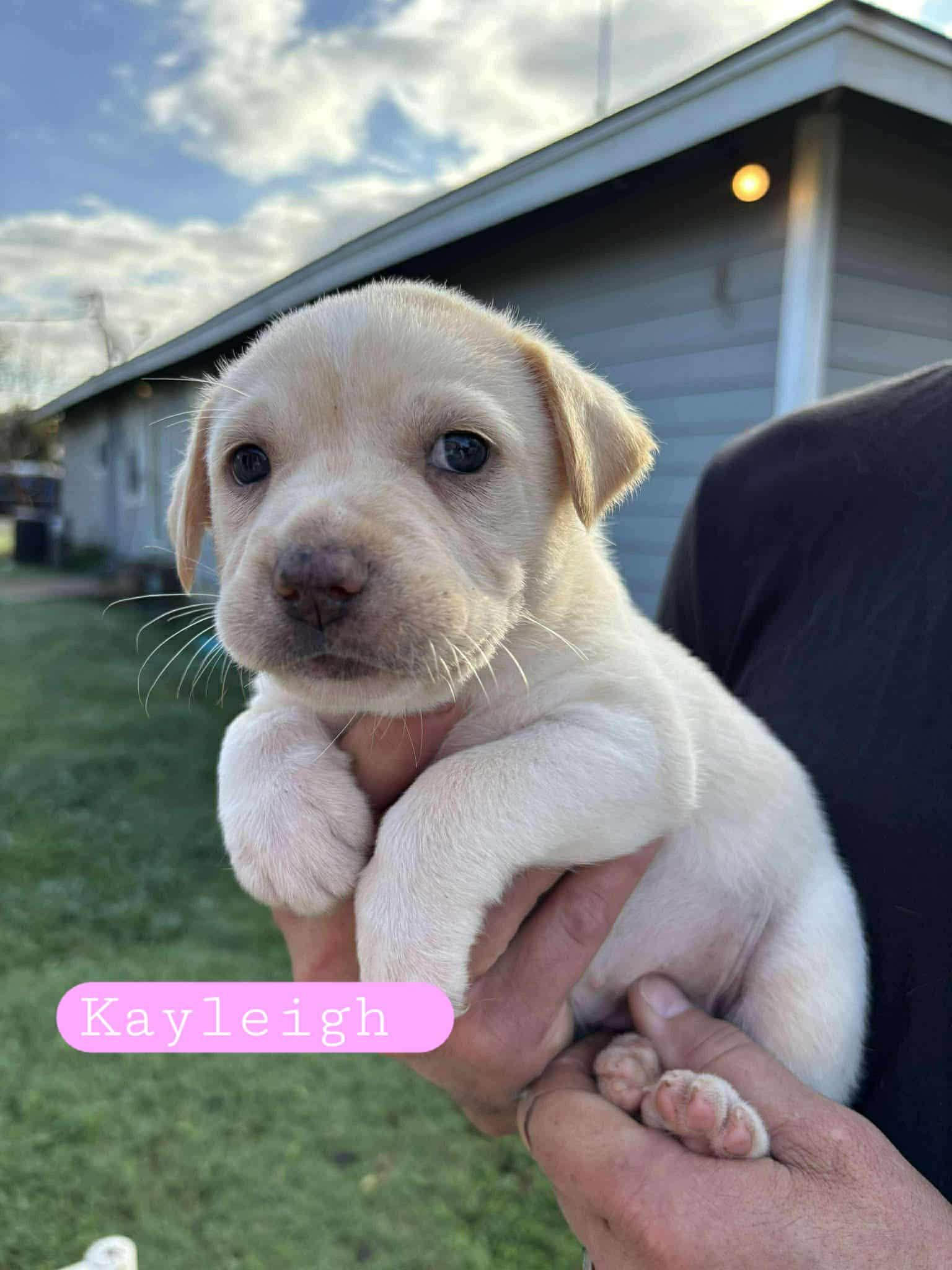 Enlarge Kayleigh, a Adopted mixed breed in Minneapolis, MN image 2/2