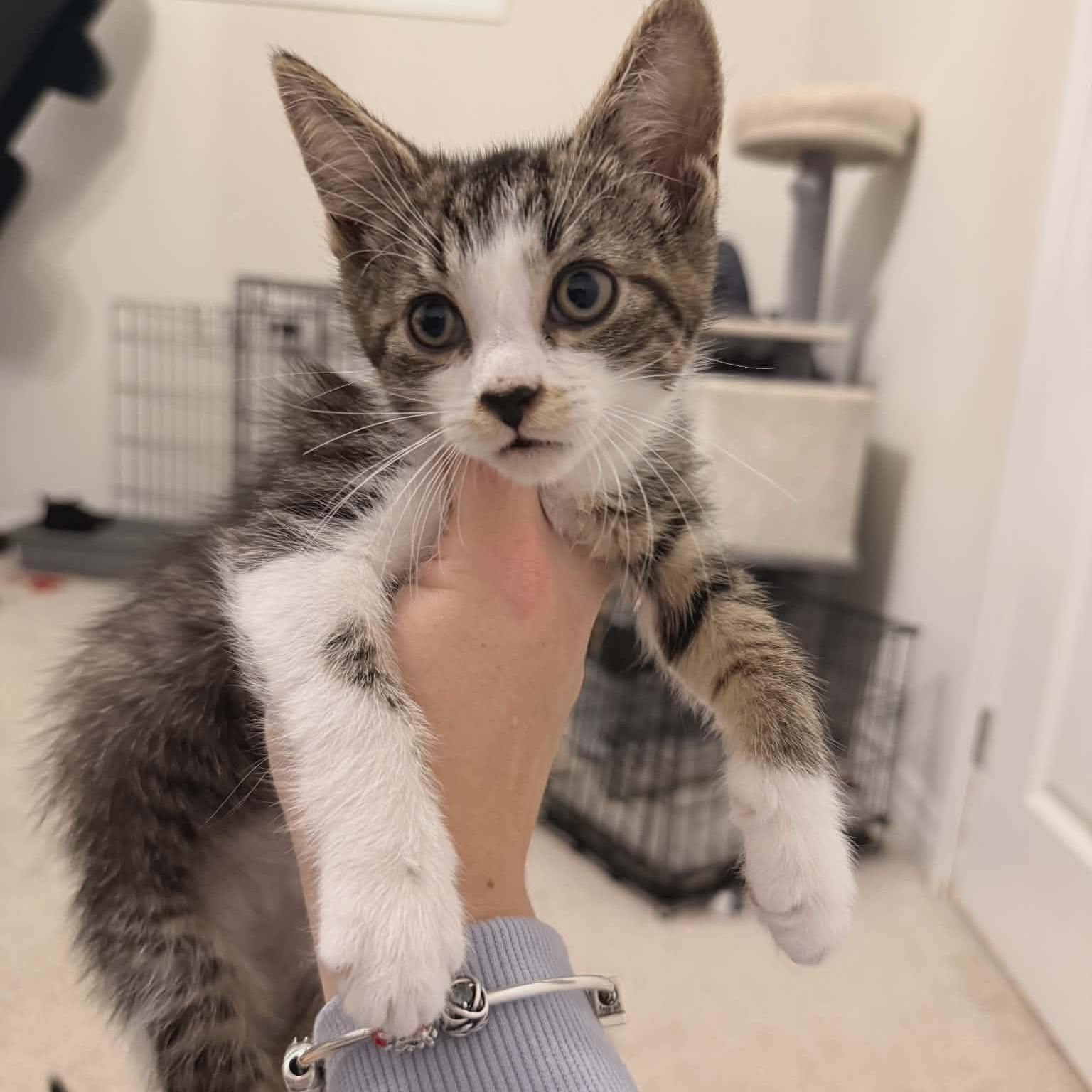 Enlarge JULIAN, an adopted Domestic Short Hair in Tillsonburg, ON image 3/4