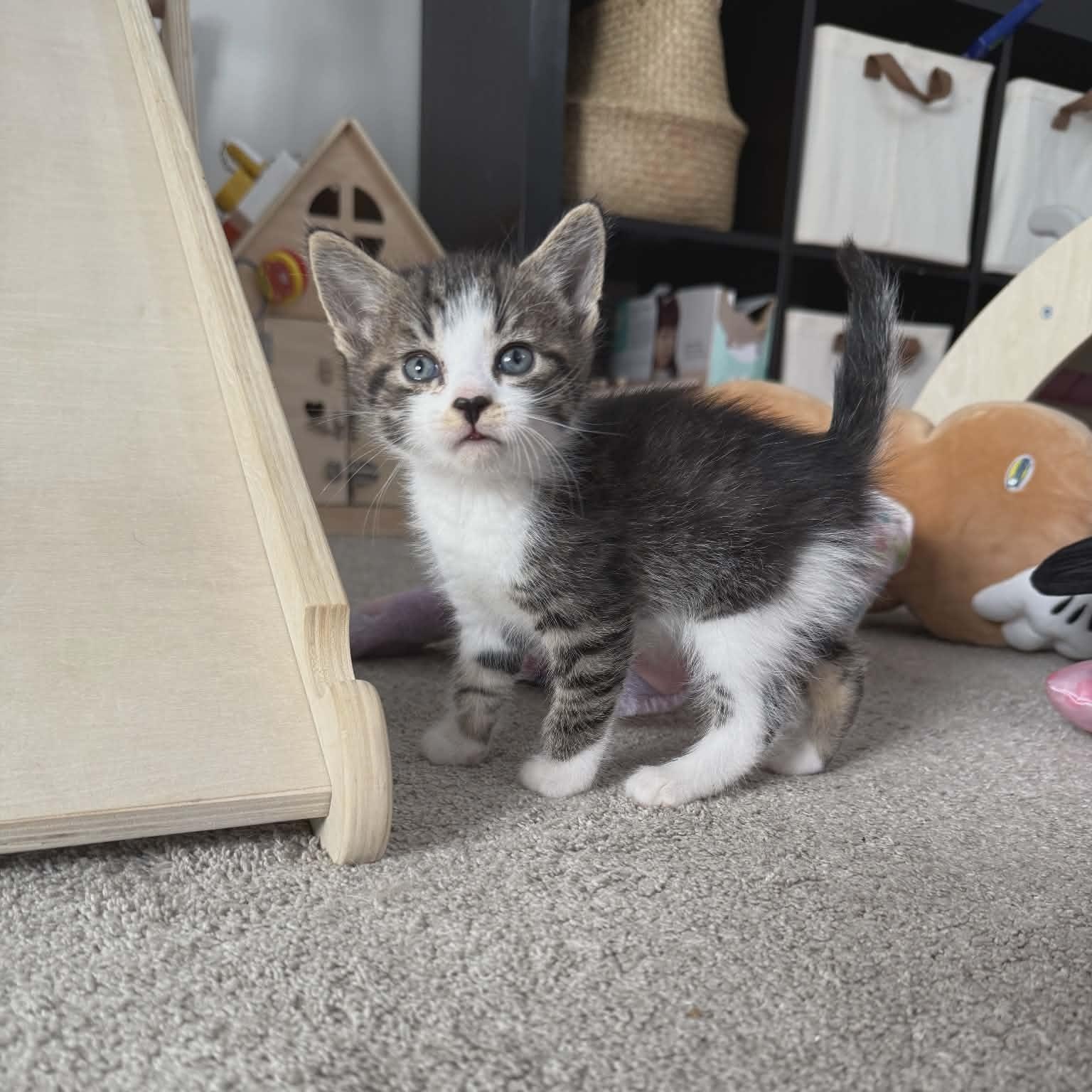 Enlarge JULIAN, an adopted Domestic Short Hair in Tillsonburg, ON image 2/4