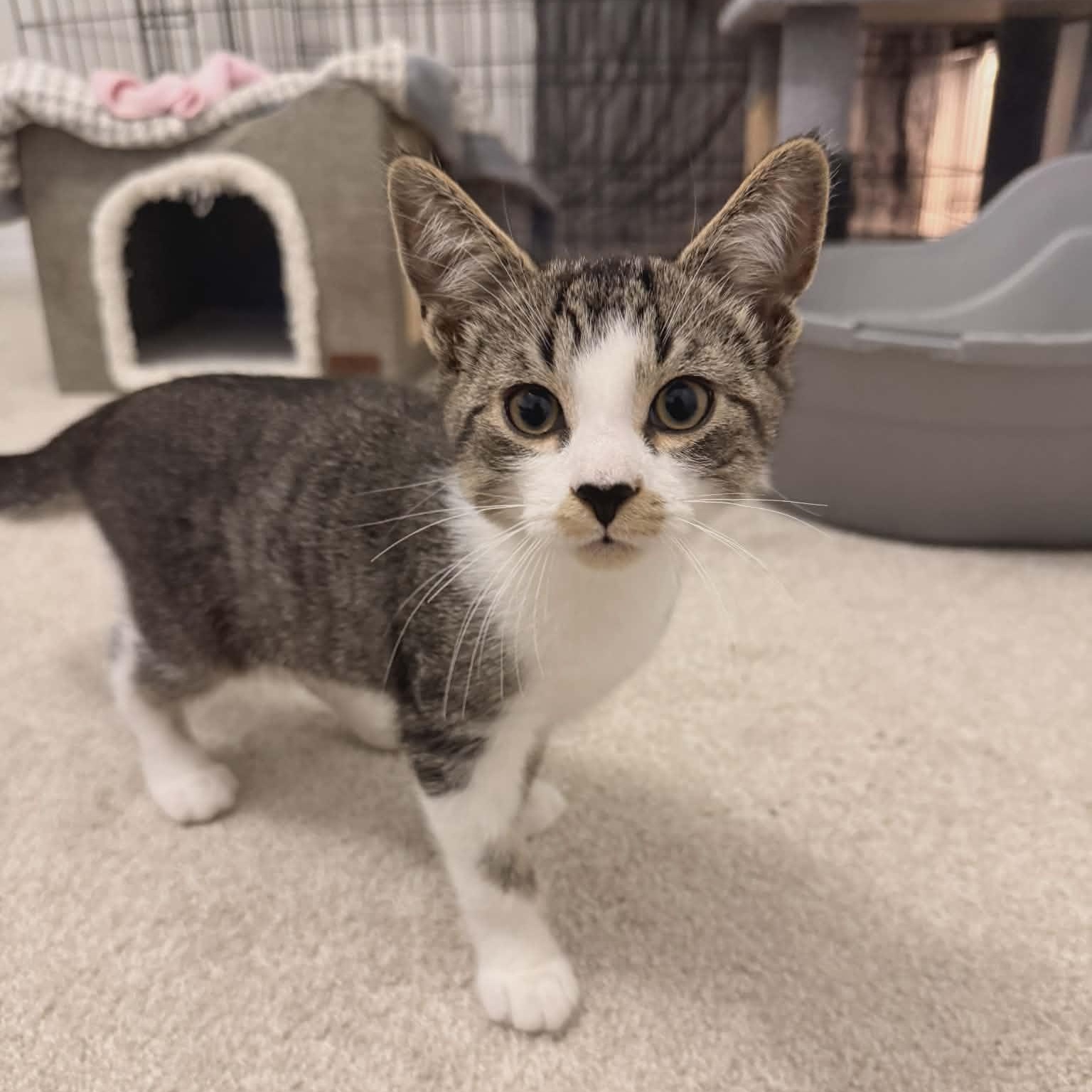 Enlarge JULIAN, an adopted Domestic Short Hair in Tillsonburg, ON image 1/4