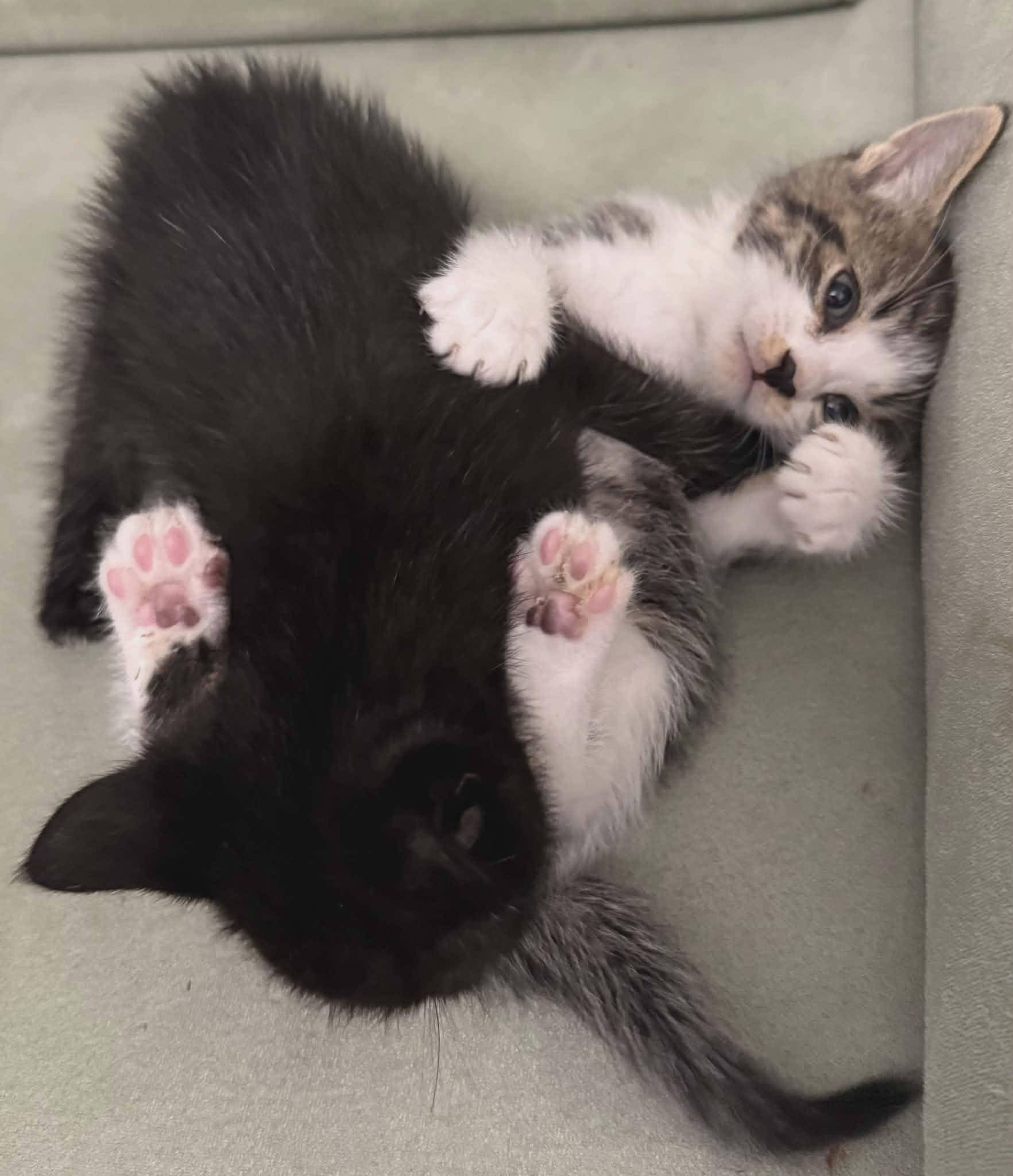 Enlarge JULIAN, an adopted Domestic Short Hair in Tillsonburg, ON image 4/4