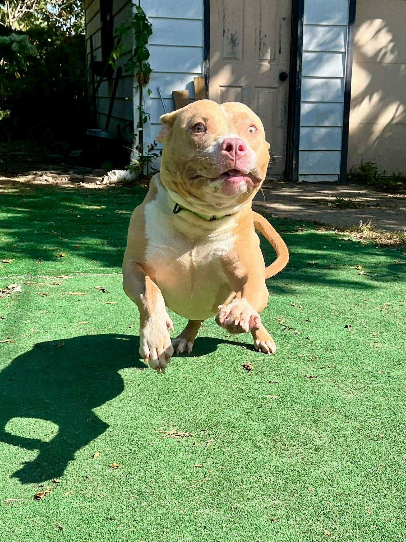 August, ADOPTABLE, Young Male American Staffordshire Terrier.