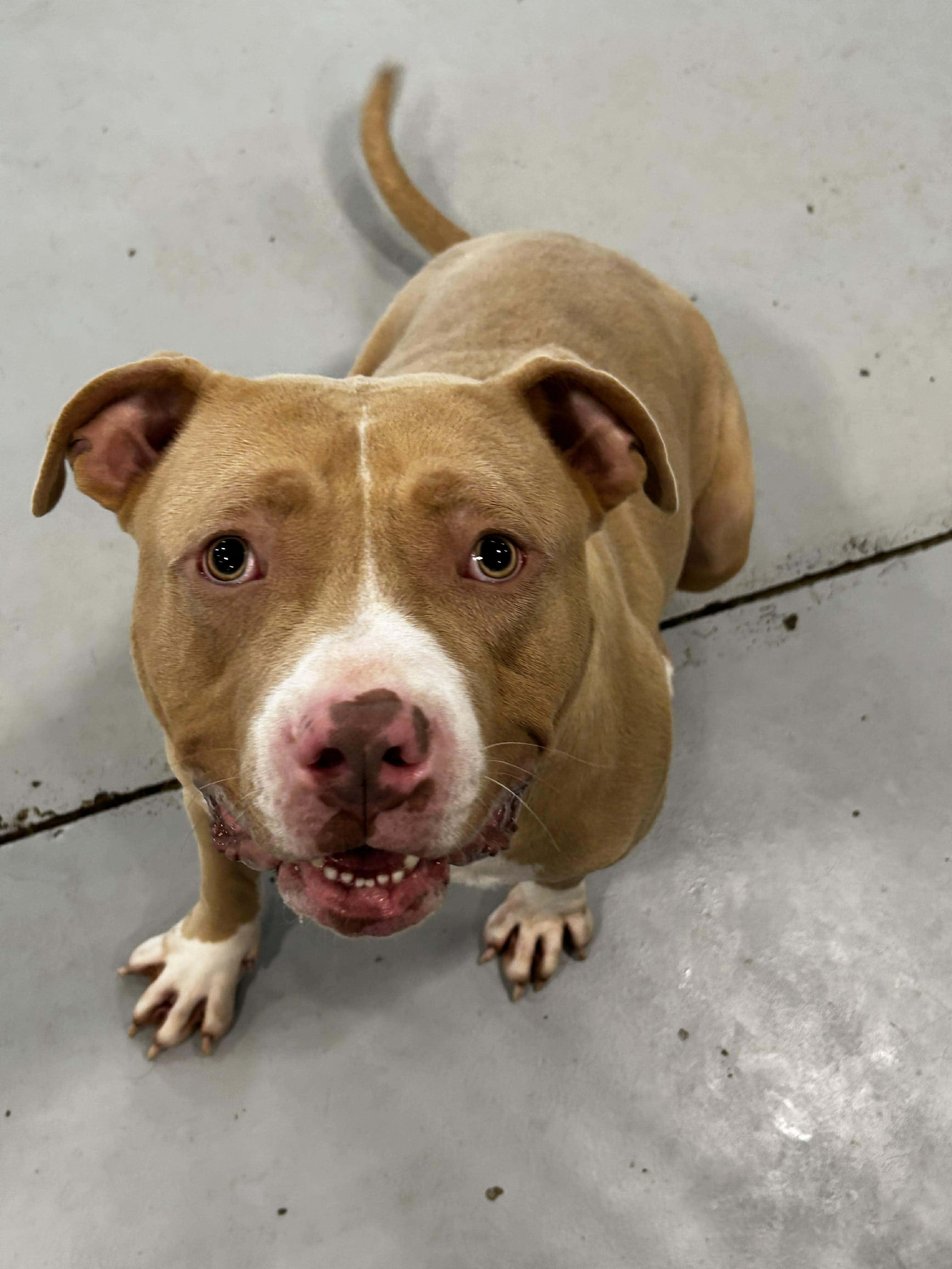 Enlarge August, a ADOPTABLE mixed breed in Brunswick, OH image 2/6