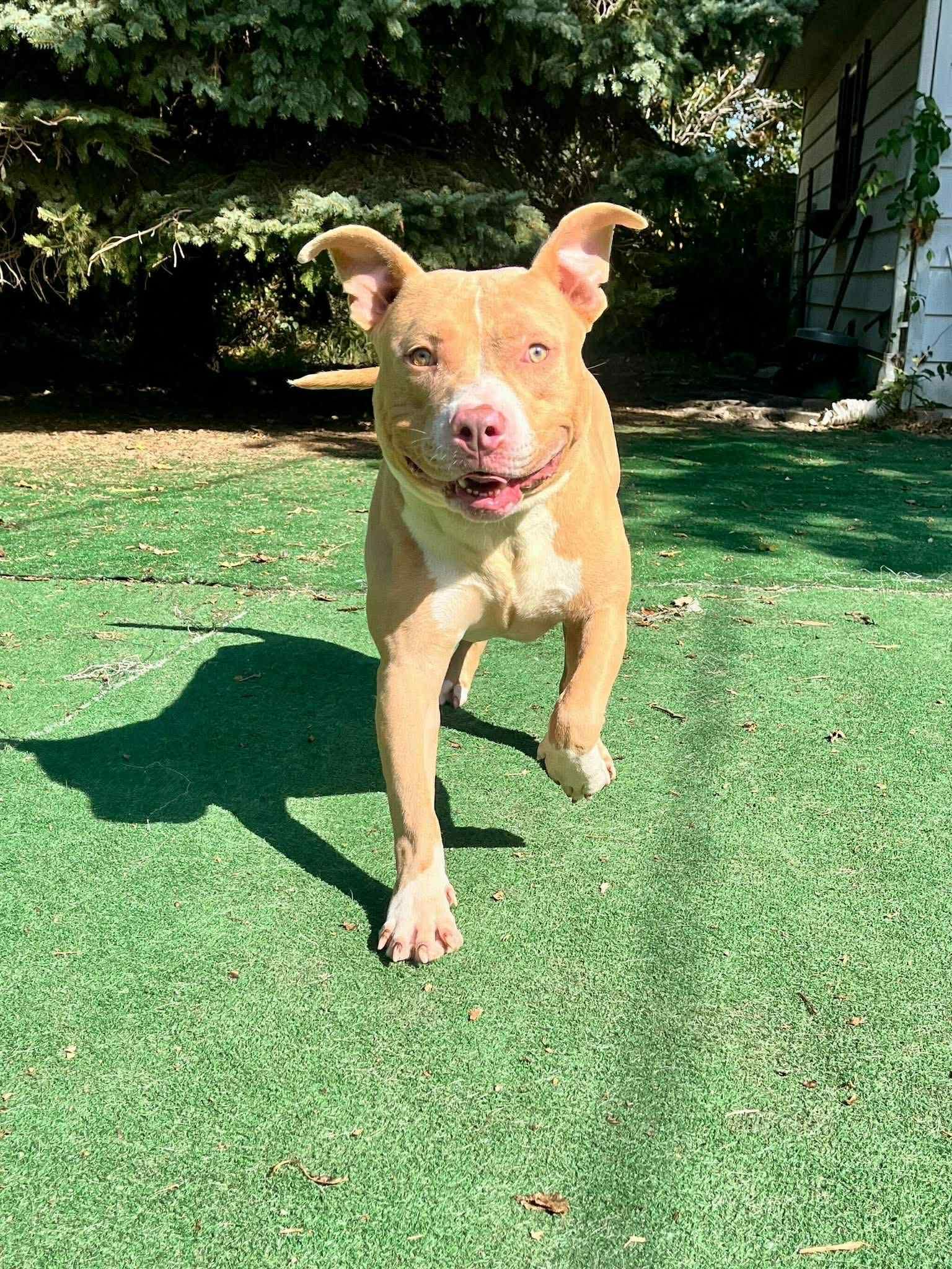 Enlarge August, a ADOPTABLE mixed breed in Brunswick, OH image 3/6