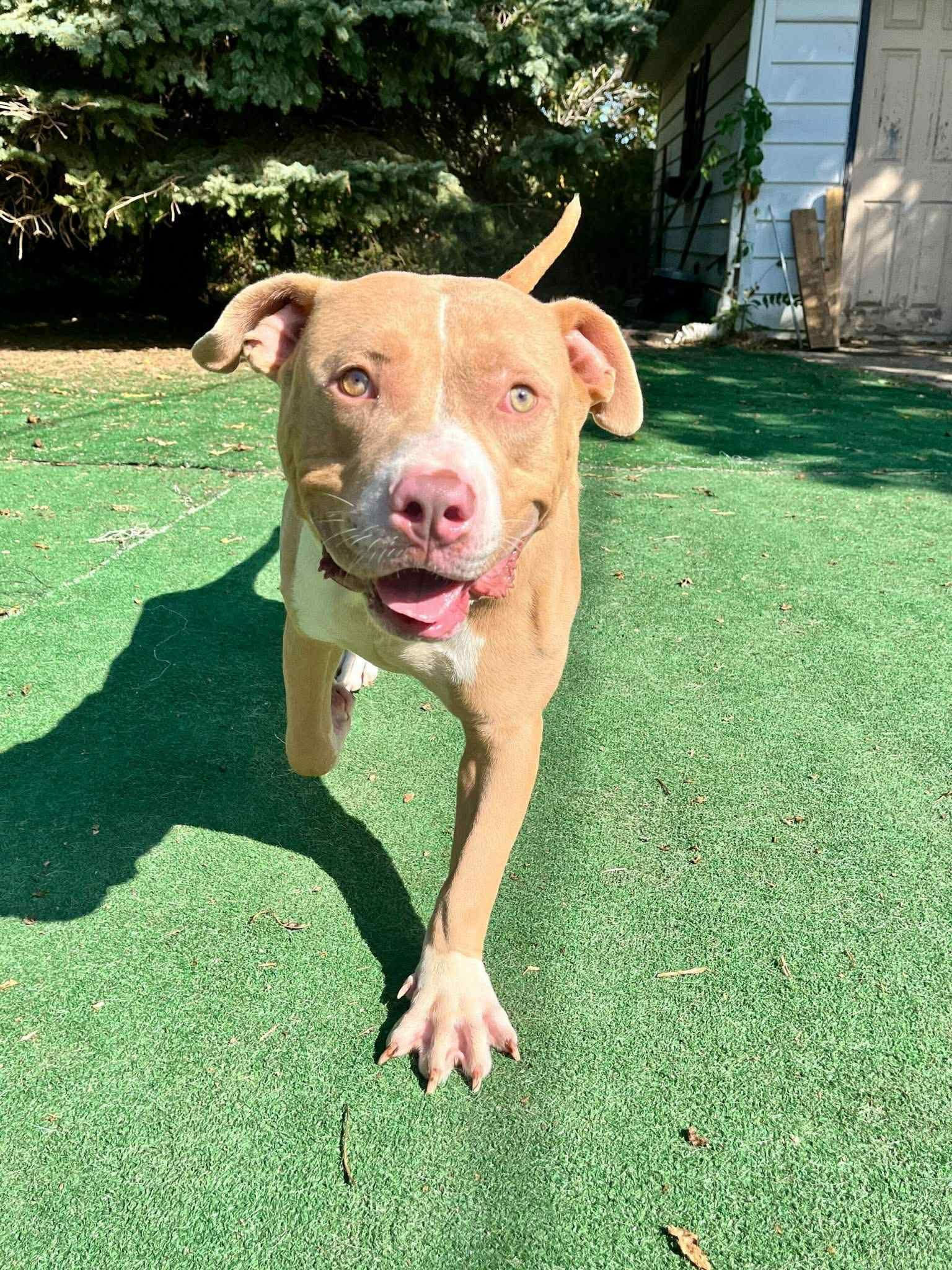 Enlarge August, a ADOPTABLE mixed breed in Brunswick, OH image 4/6