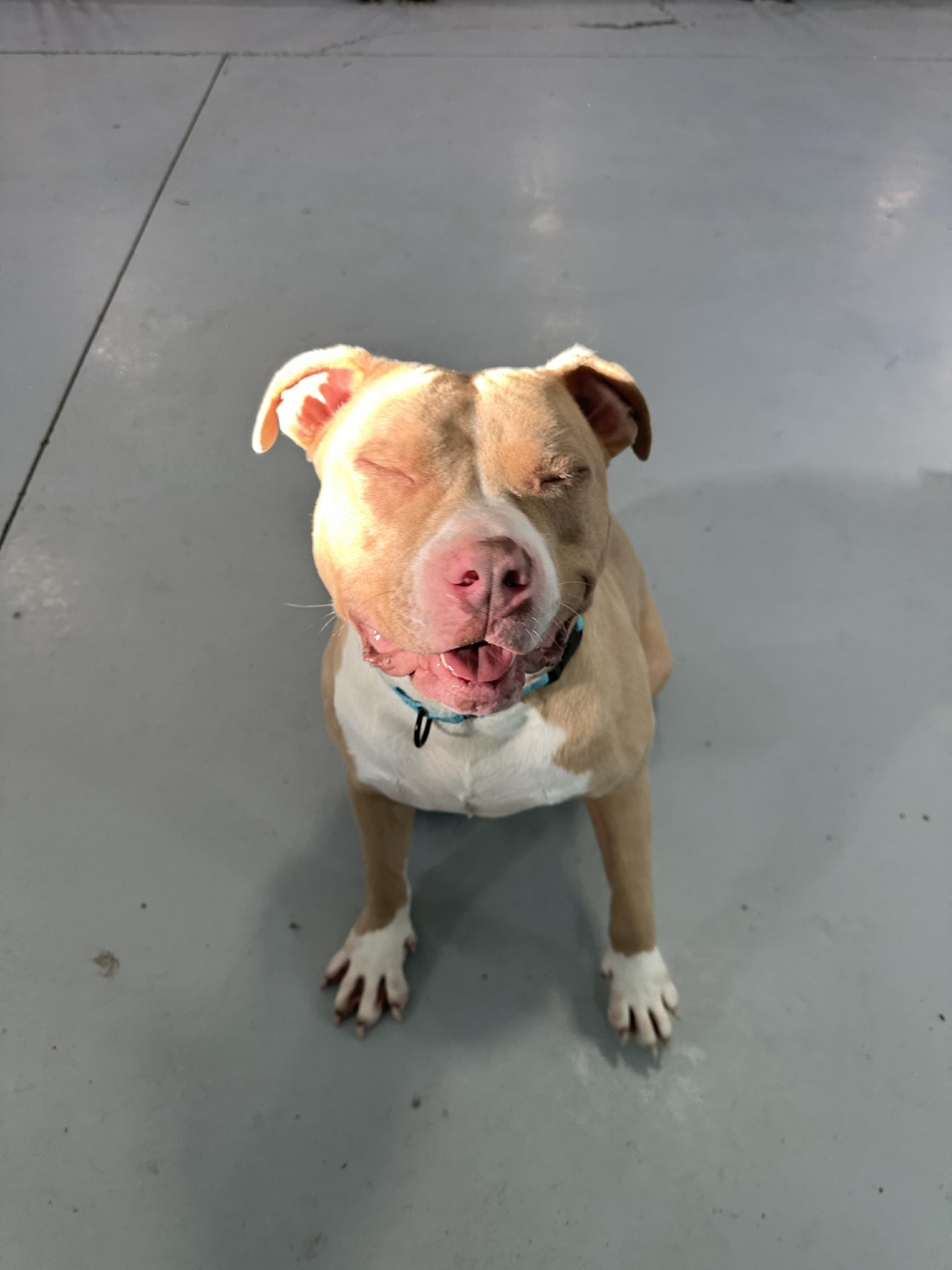 Enlarge August, a ADOPTABLE mixed breed in Brunswick, OH image 5/6