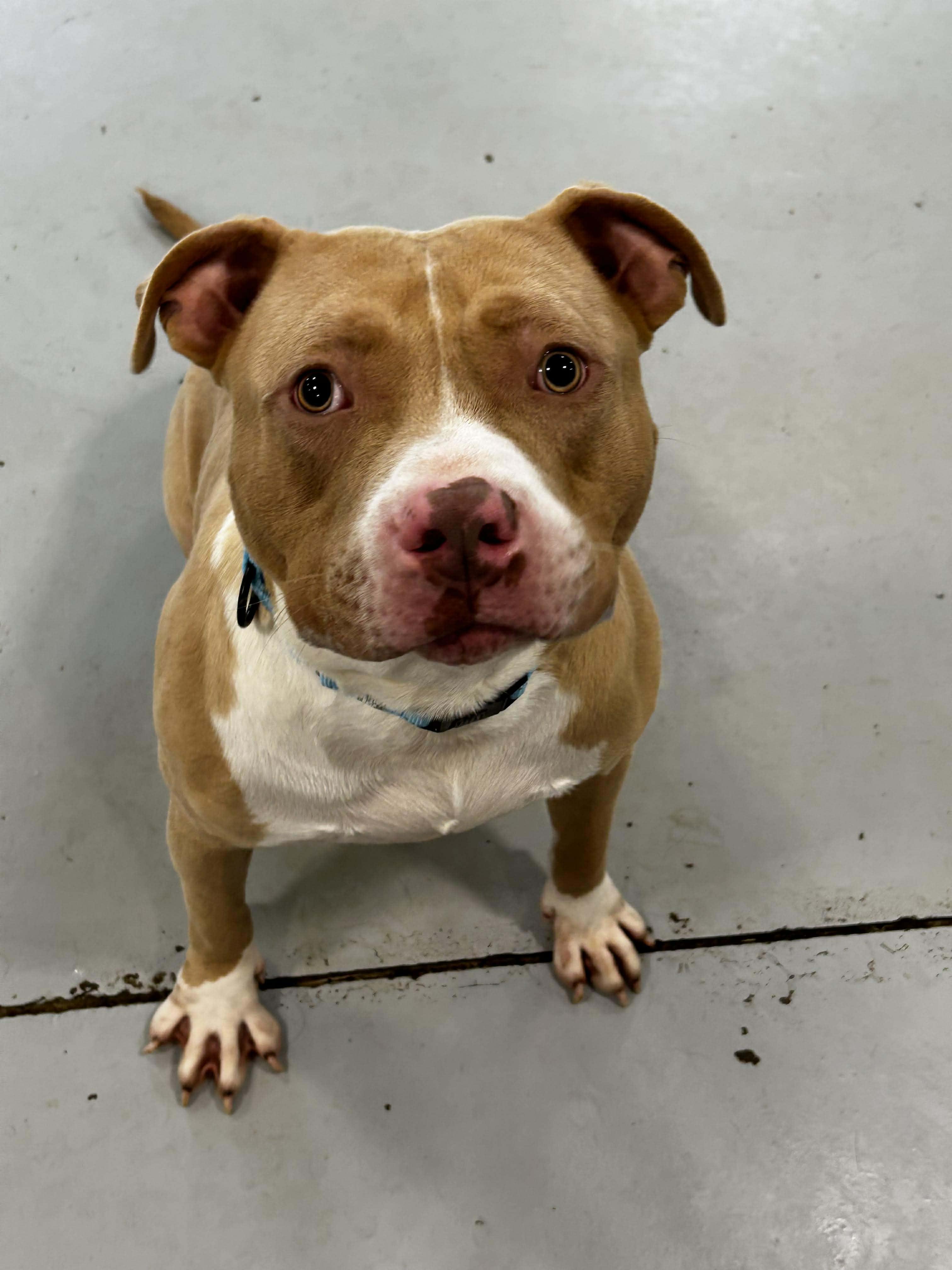 Enlarge August, a ADOPTABLE mixed breed in Brunswick, OH image 6/6