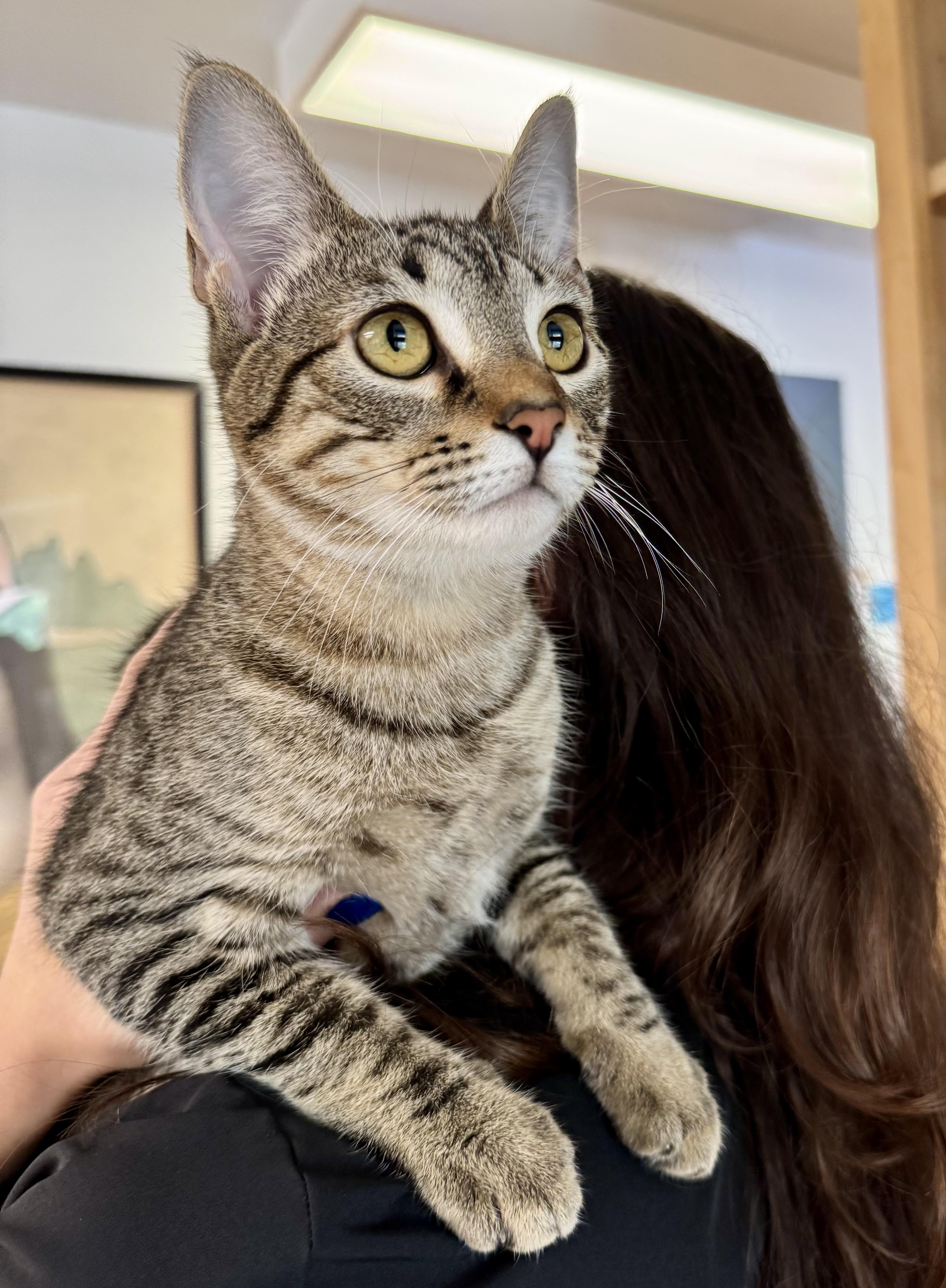 Fern (and Pear), a Adoptable mixed breed in Tallahassee, FL image 1/6