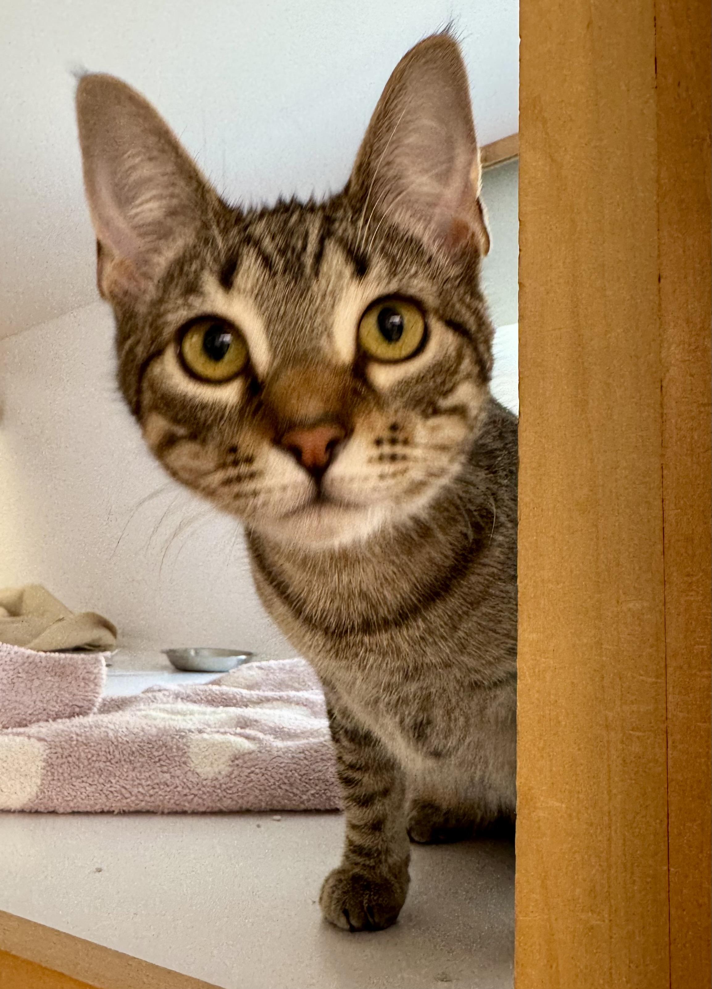 Fern (and Pear), a Adoptable mixed breed in Tallahassee, FL image 5/6