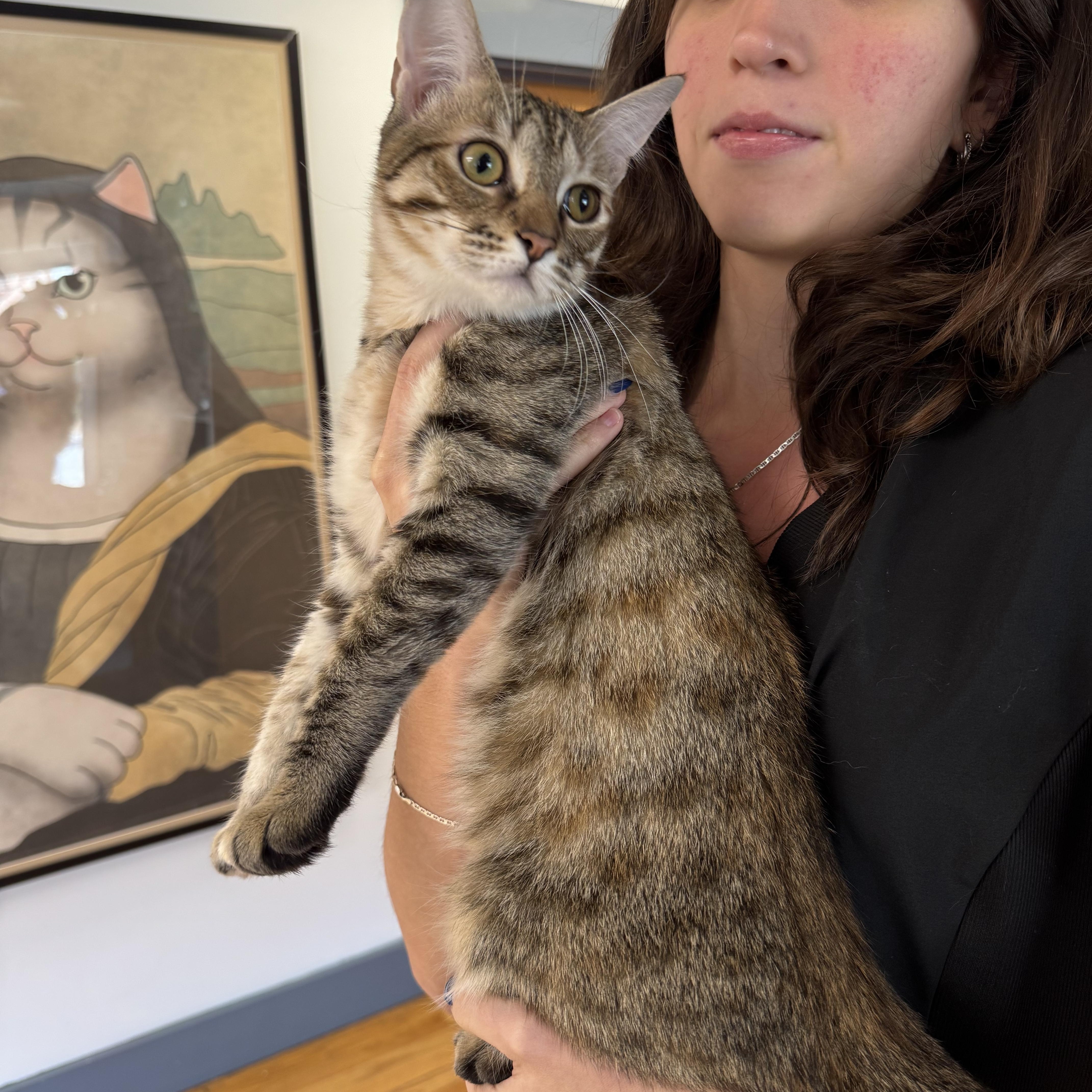 Fern (and Pear), a Adoptable mixed breed in Tallahassee, FL image 4/6