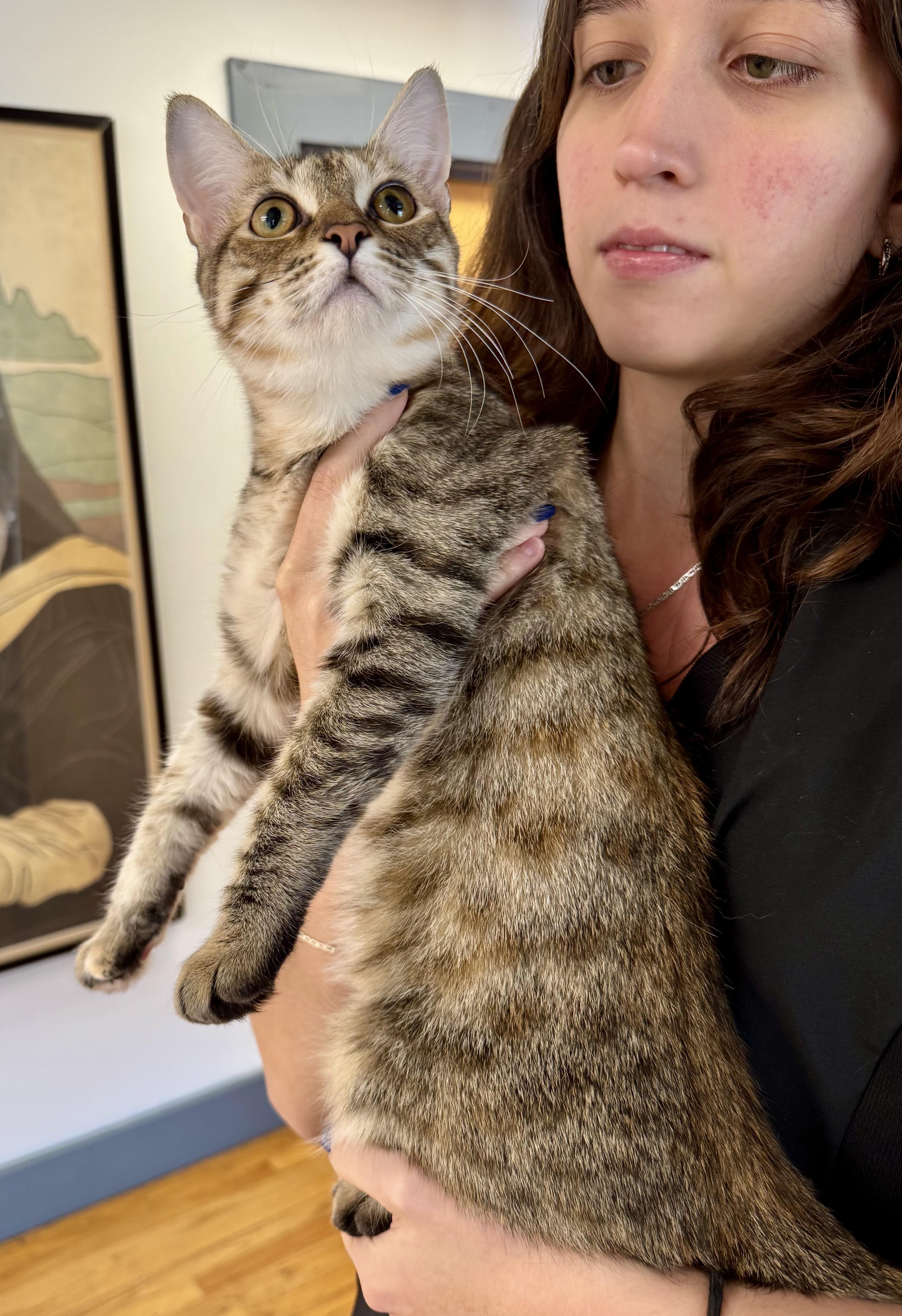 Fern (and Pear), a Adoptable mixed breed in Tallahassee, FL image 6/6