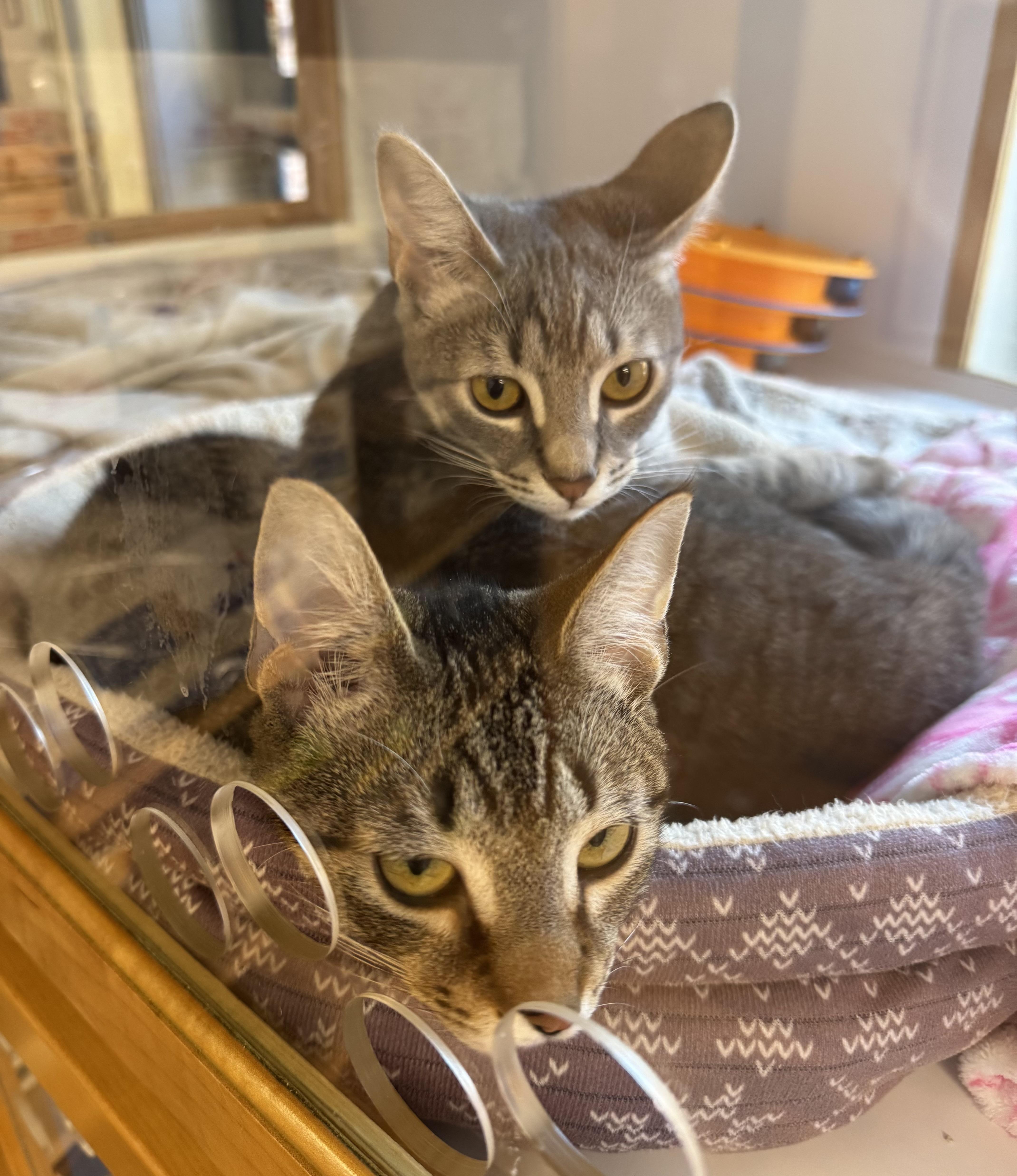 Fern (and Pear), a Adoptable mixed breed in Tallahassee, FL image 3/6