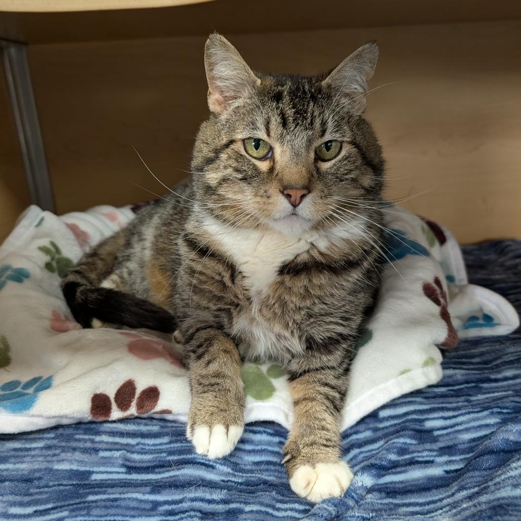 Enlarge Hawthorn, a Adoptable Domestic Short Hair in Brookfield, WI image 2/2