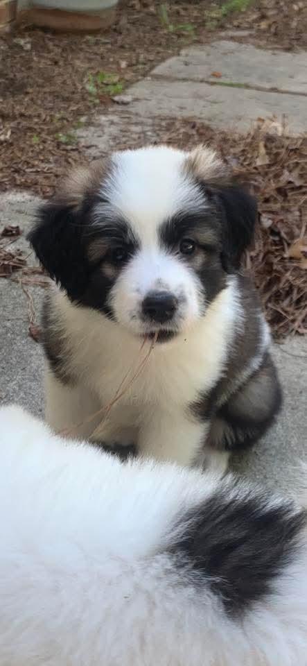 Belle - Disney Litter, Adopted, Puppy Female Great Pyrenees & Anatolian Shepherd.