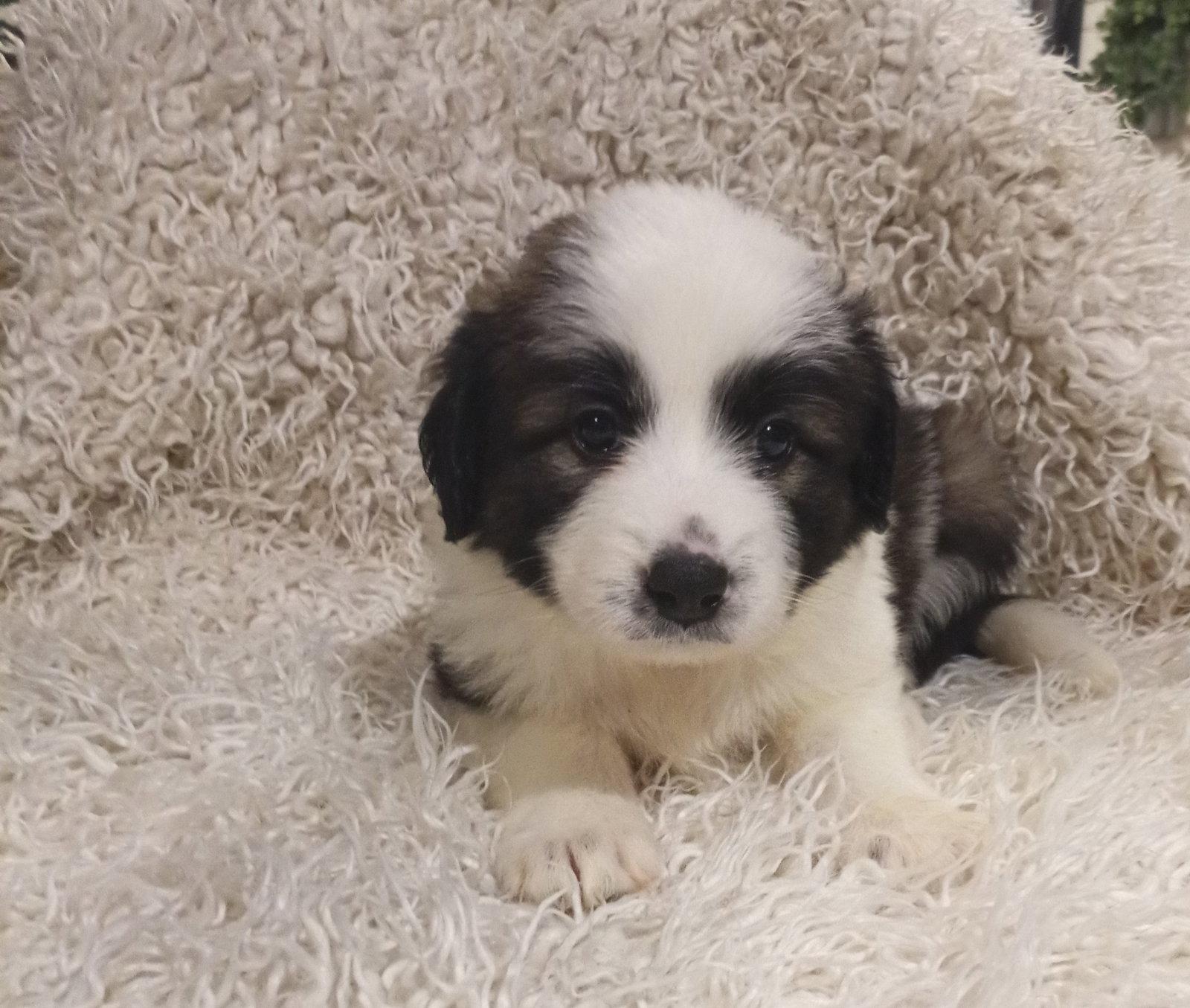 Belle - Disney Litter, a Adopted mixed breed in Holly Springs, NC image 2/2