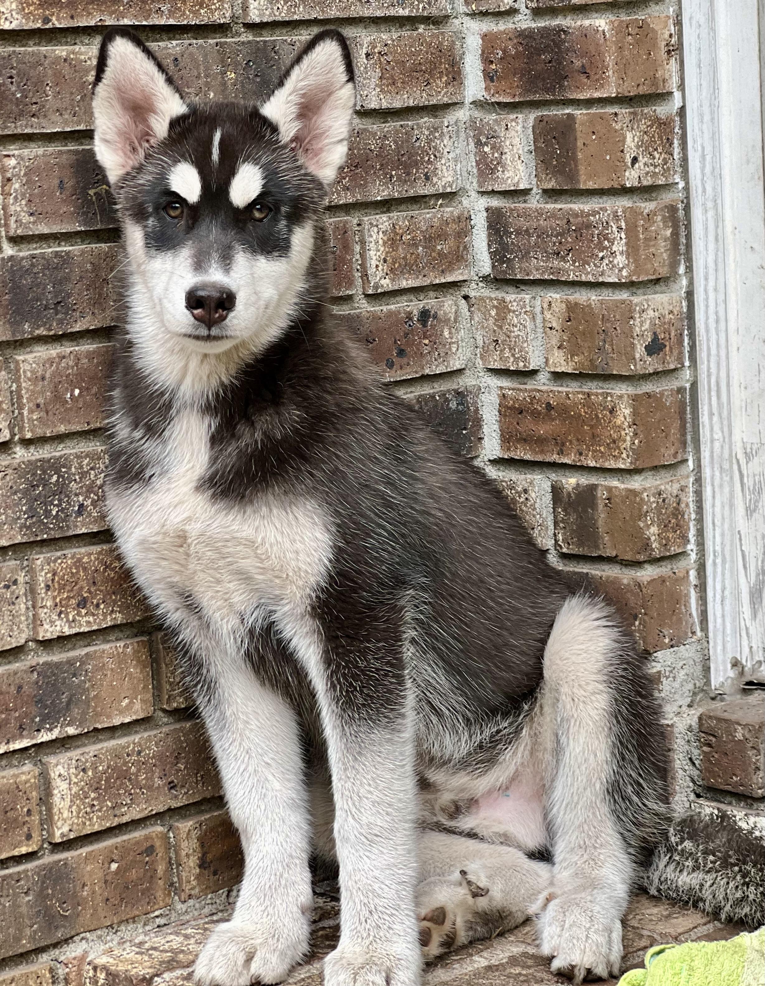 Enlarge Tundra , a ADOPTABLE mixed breed in Mt Pleasant, SC image 1/6