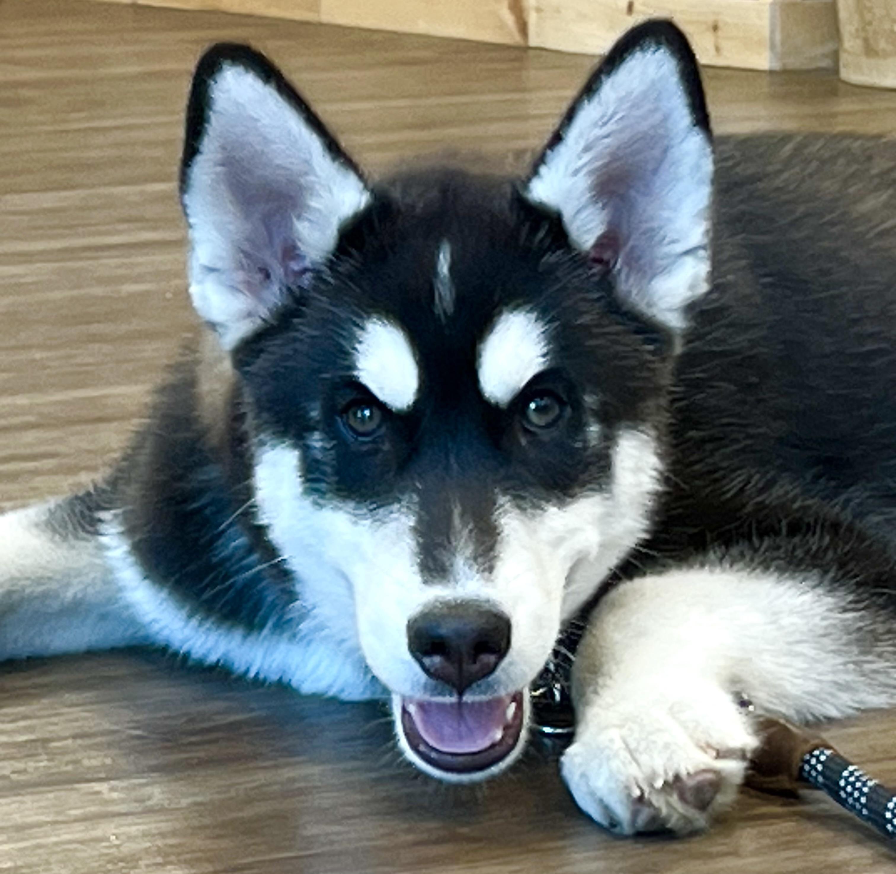 Enlarge Tundra , a ADOPTABLE mixed breed in Mt Pleasant, SC image 4/6