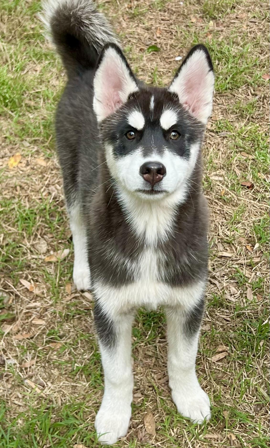 Enlarge Tundra , a ADOPTABLE mixed breed in Mt Pleasant, SC image 4/6
