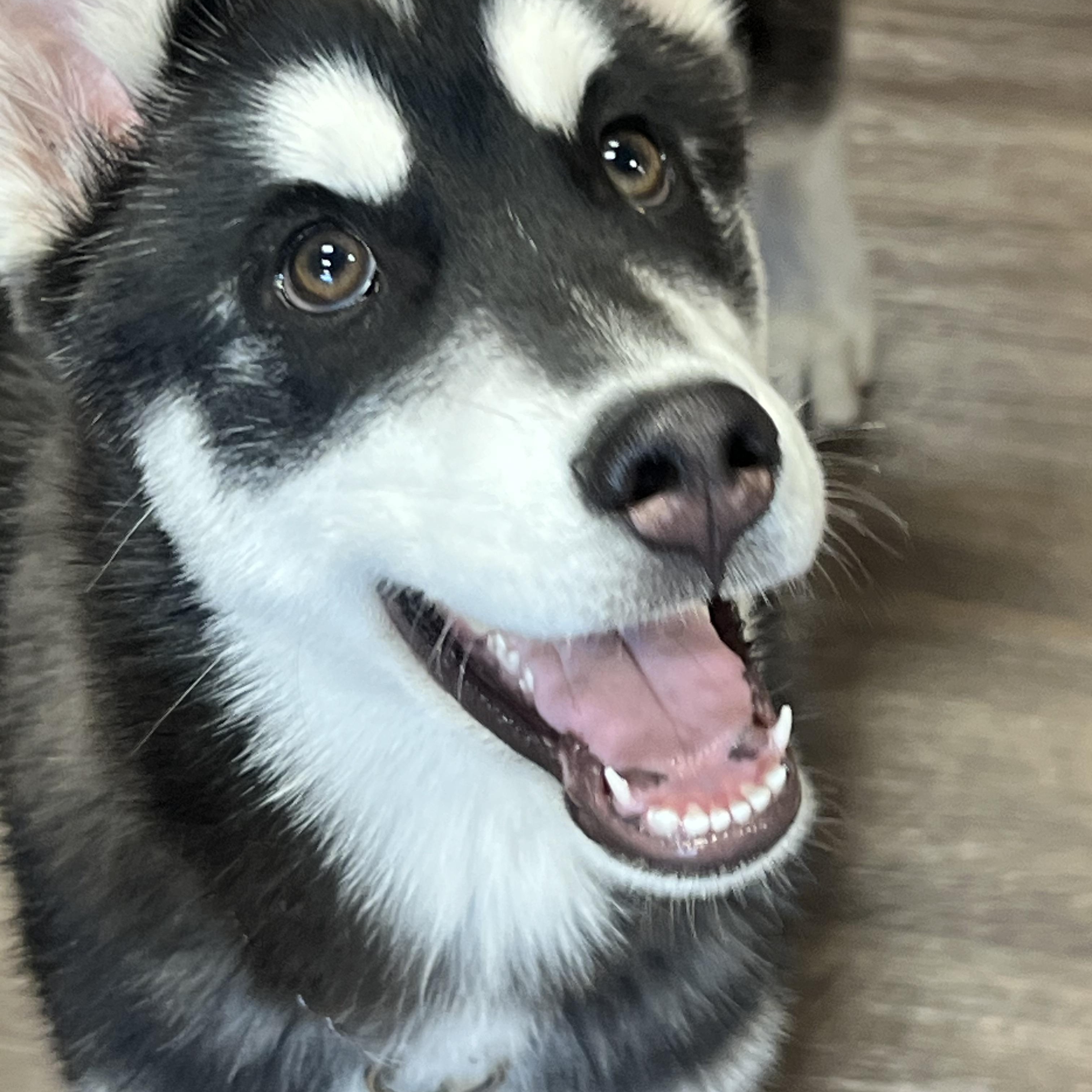 Tundra , ADOPTABLE, Young Male Husky.