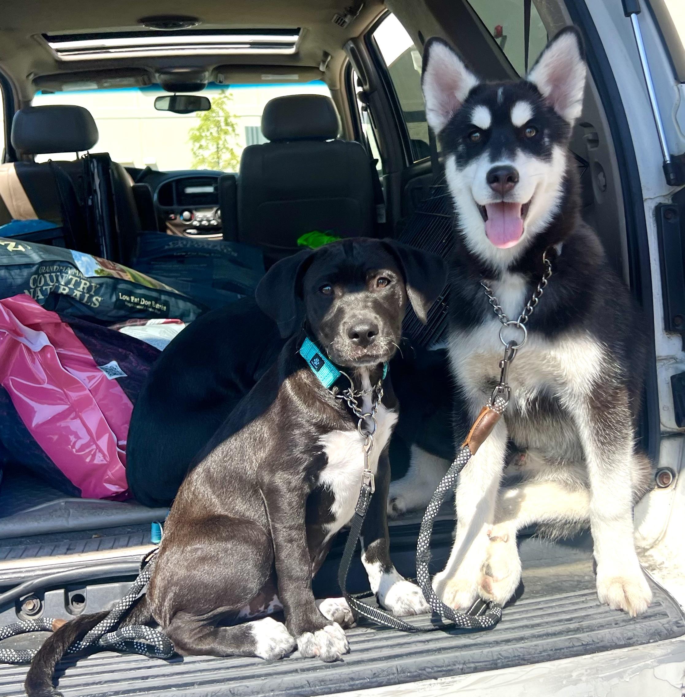 Enlarge Tundra , a ADOPTABLE mixed breed in Mt Pleasant, SC image 5/6